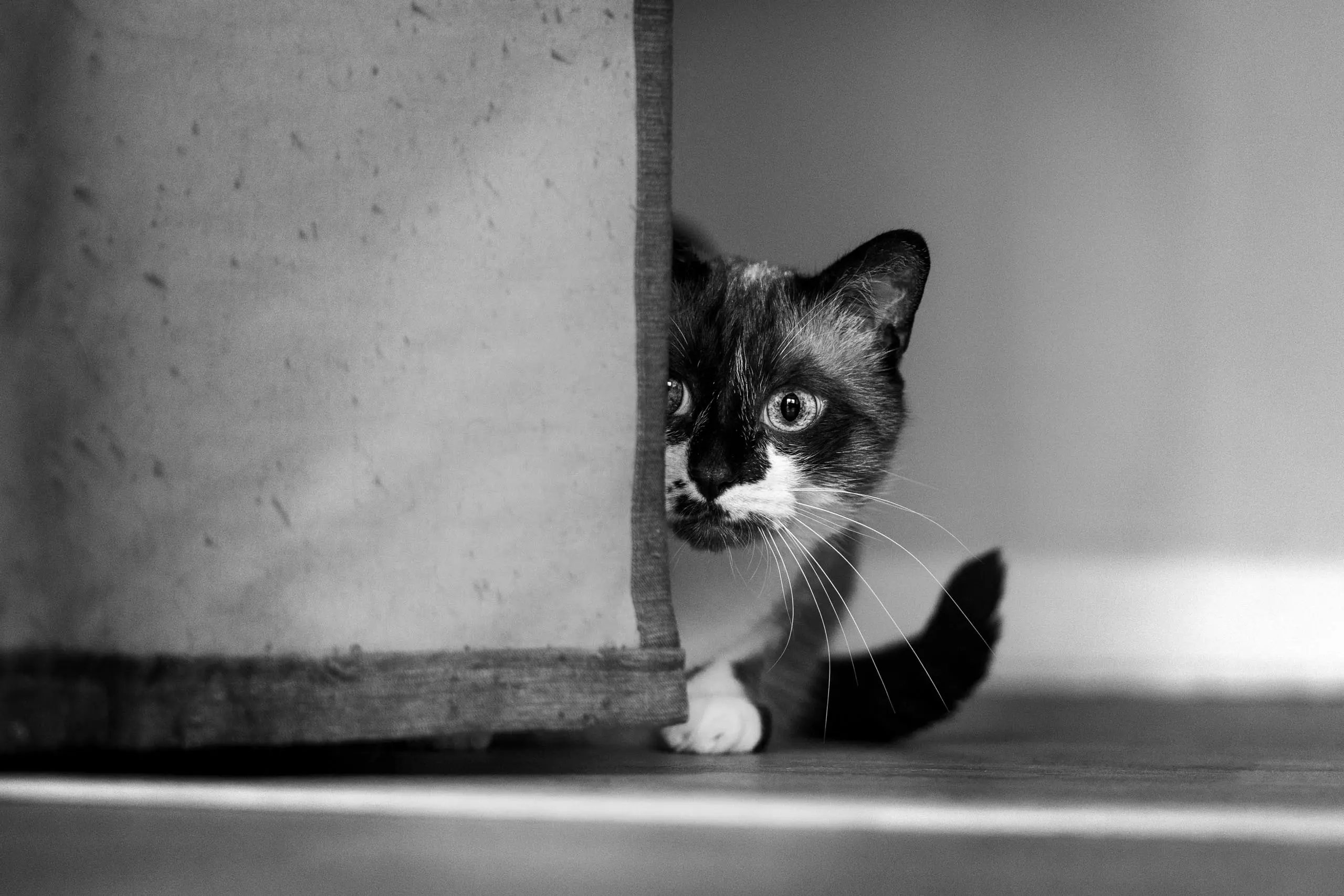 Photo portrait chat noir et blanc jeu cache cache