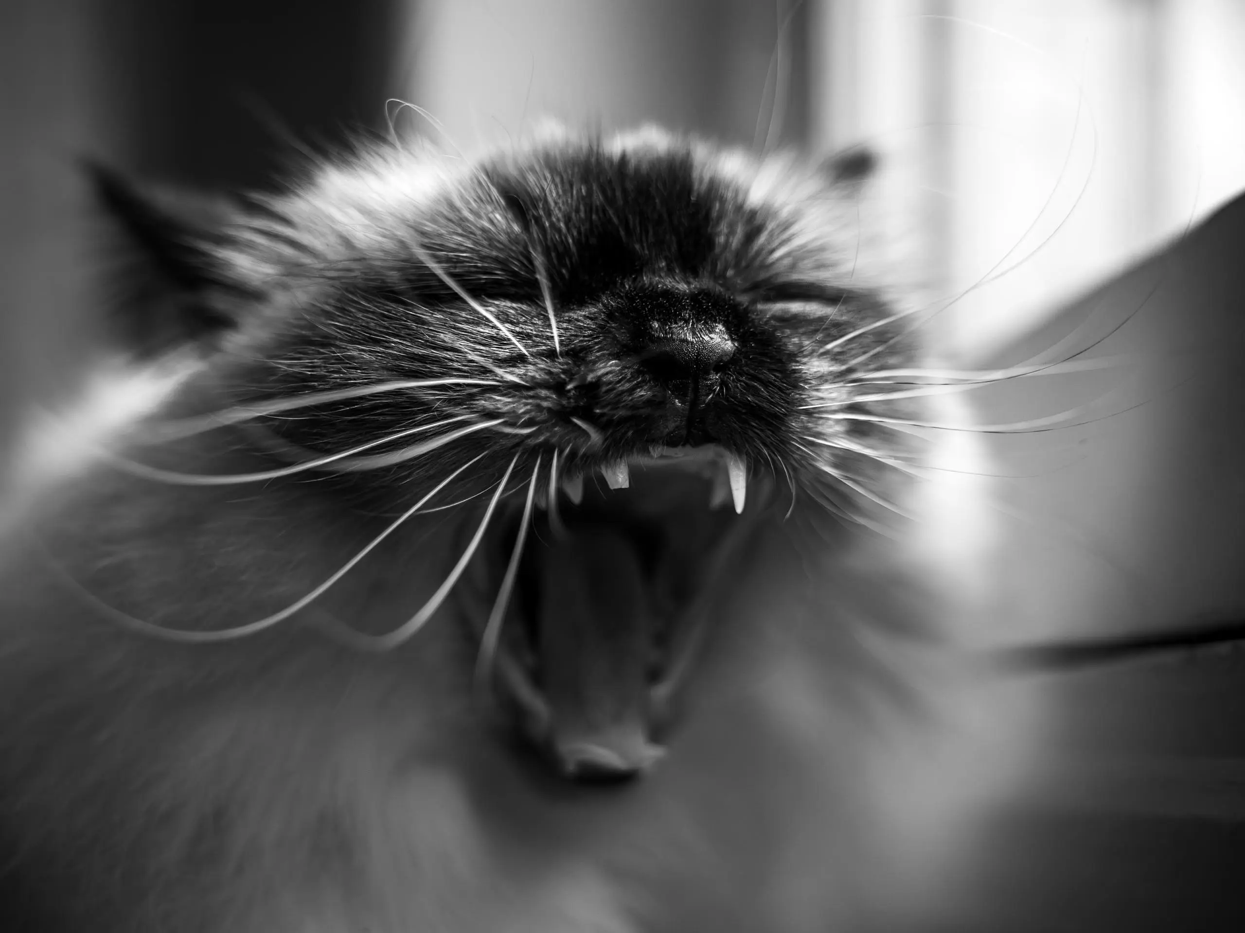Photo portrait chat noir et blanc baille