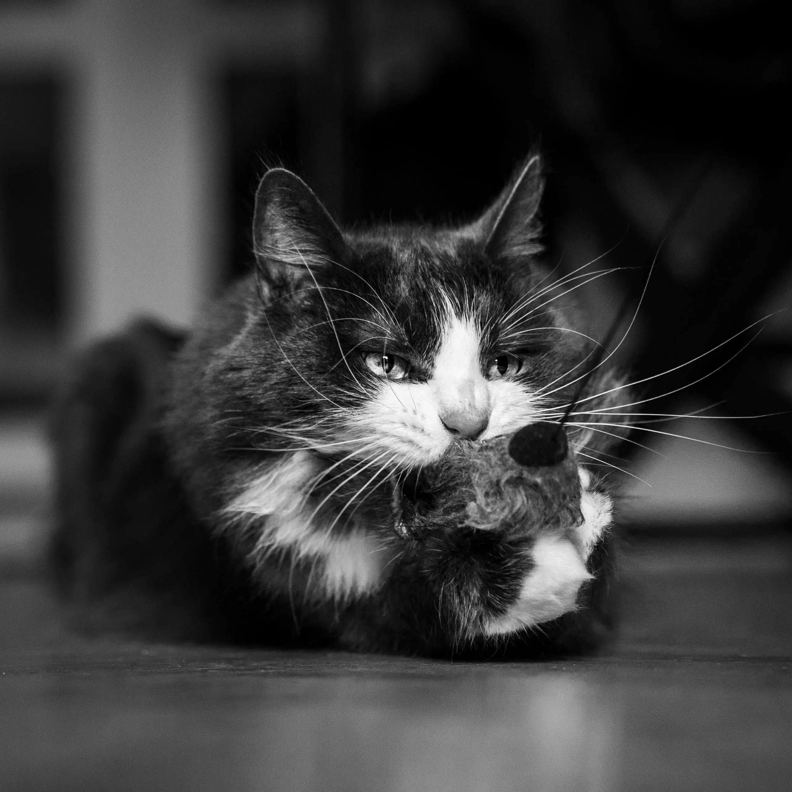 Photo chat noir et blanc jeu chasse