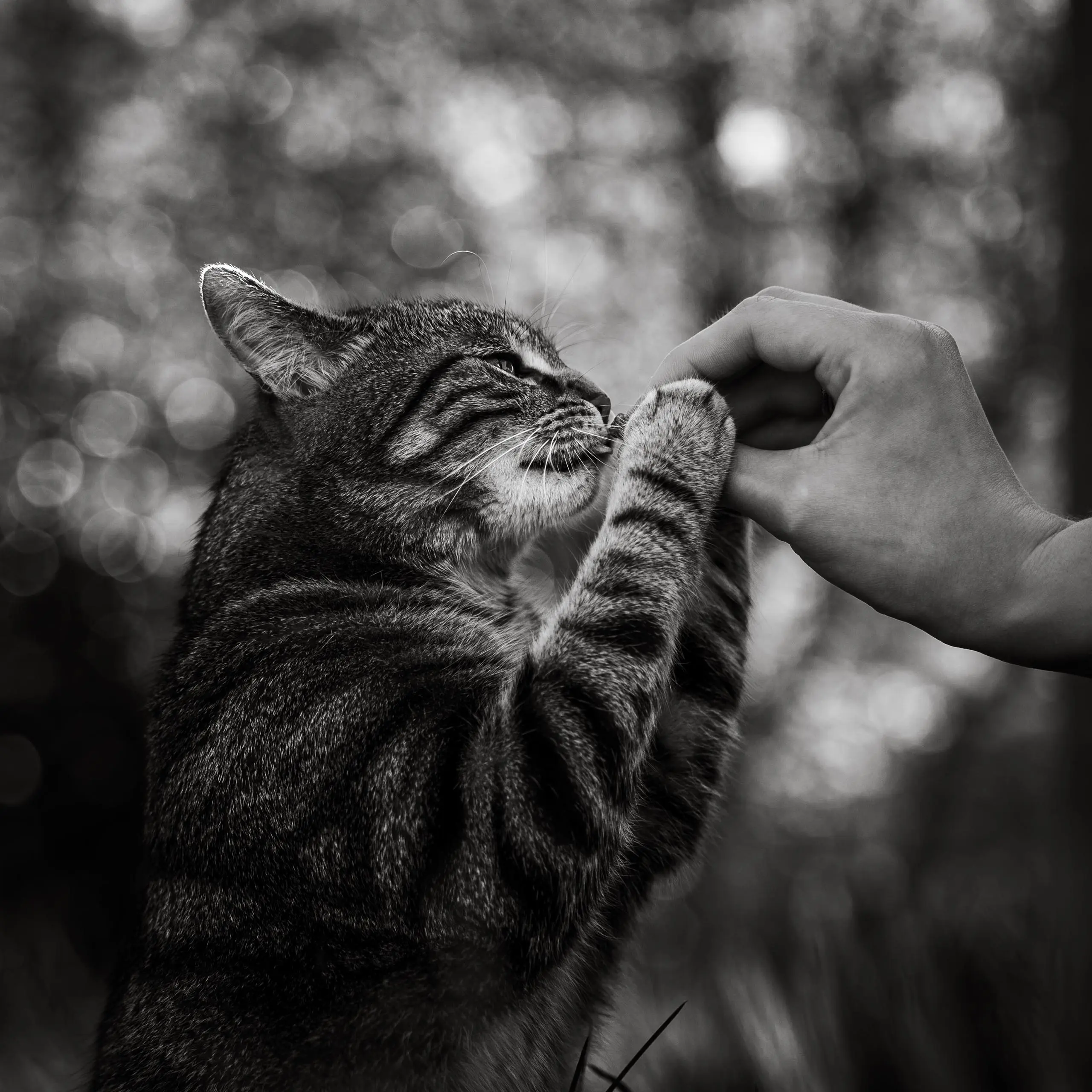 Photo noir et blanc chat portrait renifle friandise
