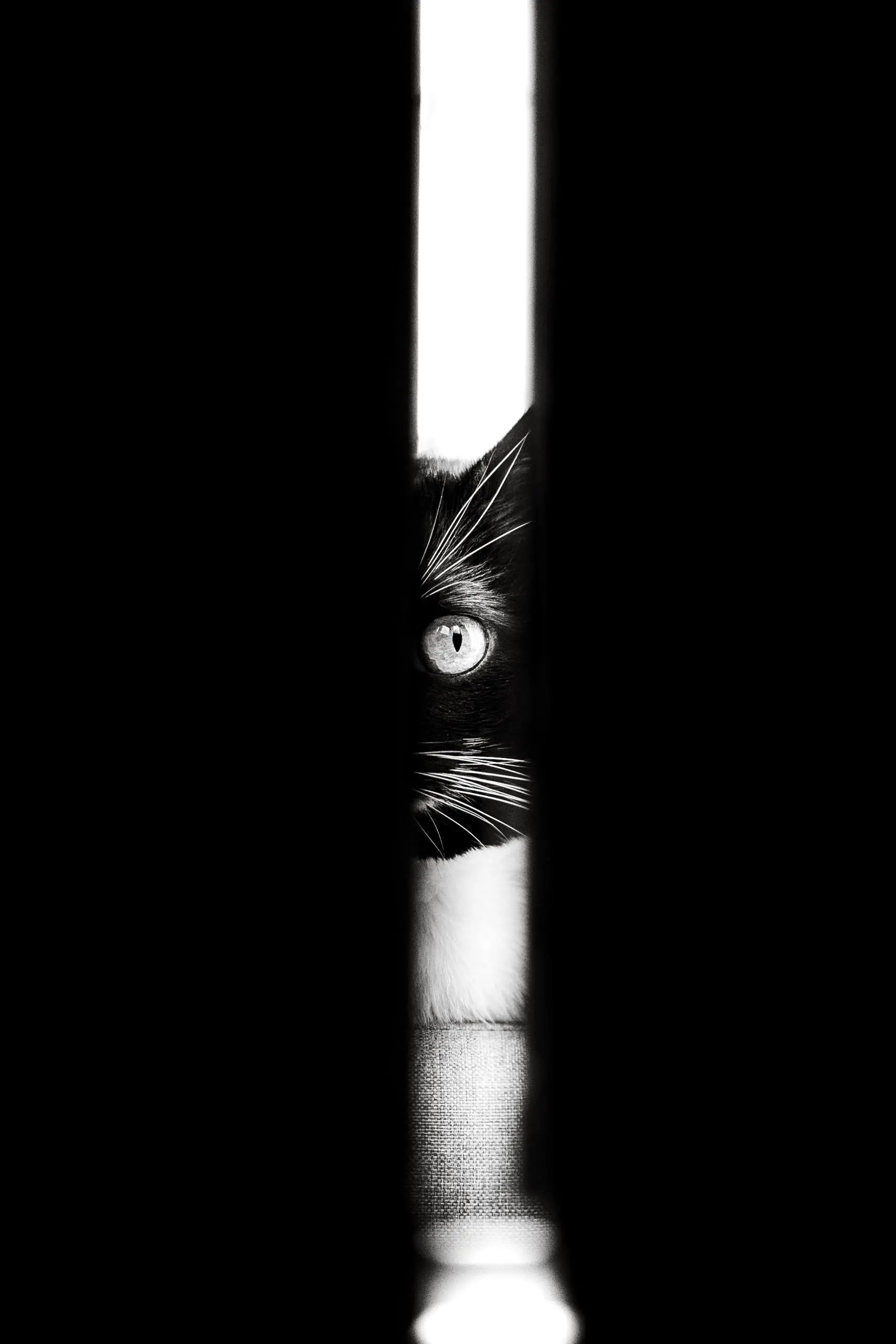 Photo portrait chat noir et blanc artistique