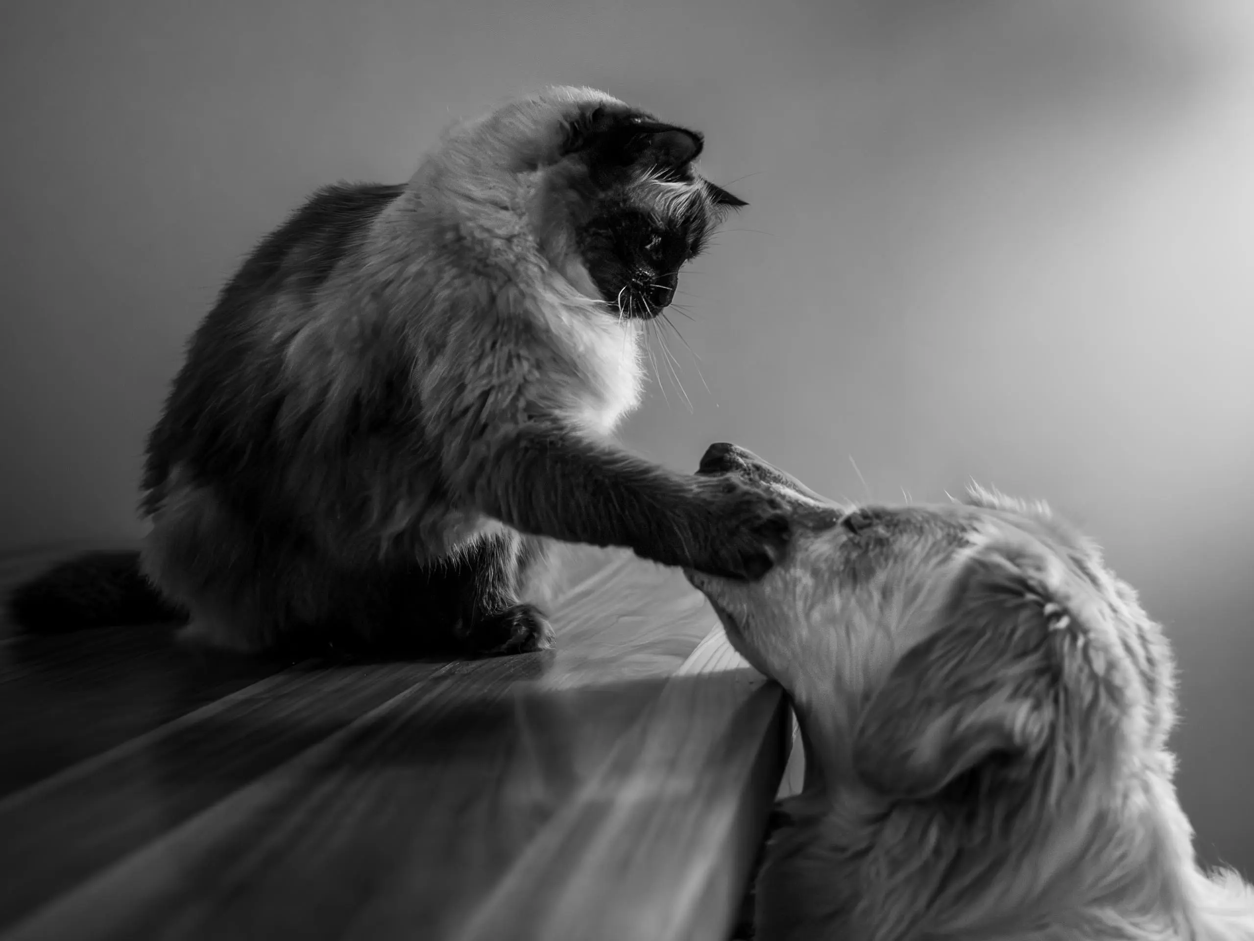 Photo portrait chien chat baffe patte noir et blanc