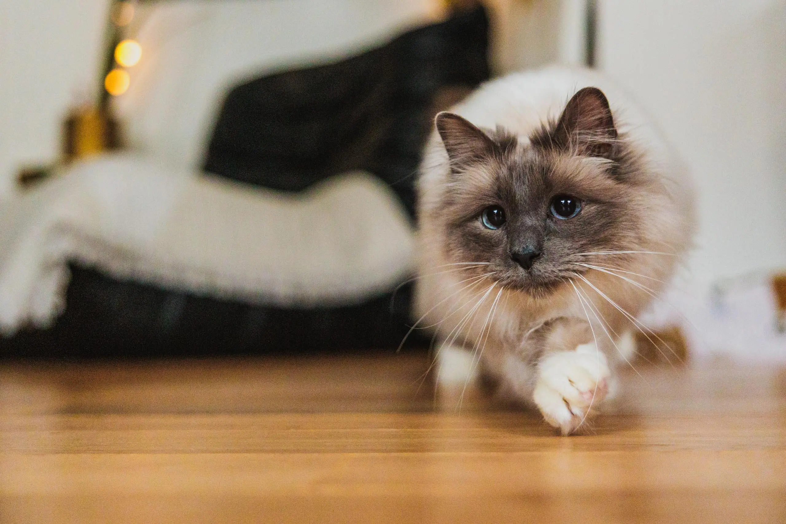 Photo portrait chat jeu parquet