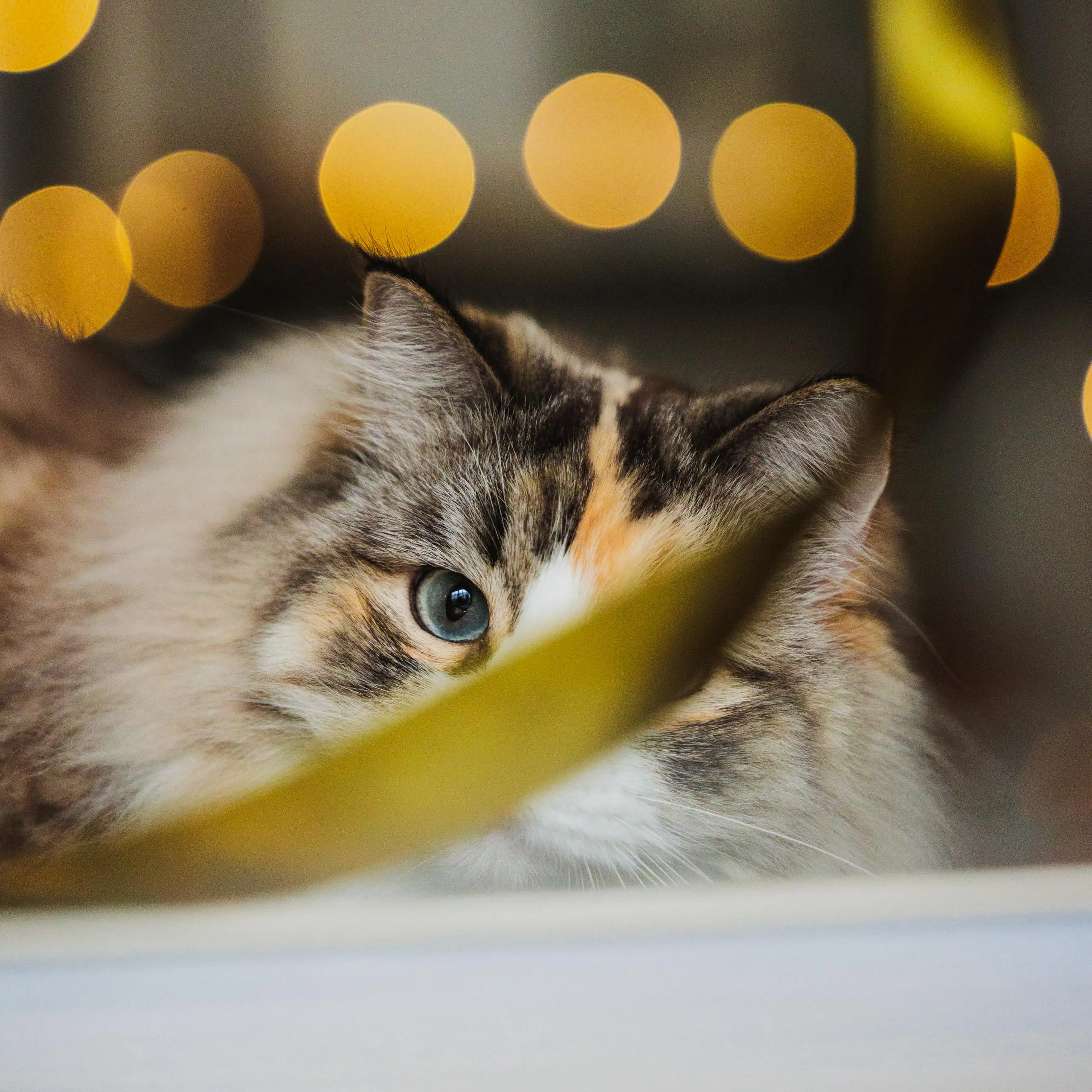 Photo portrait chat artistique flou