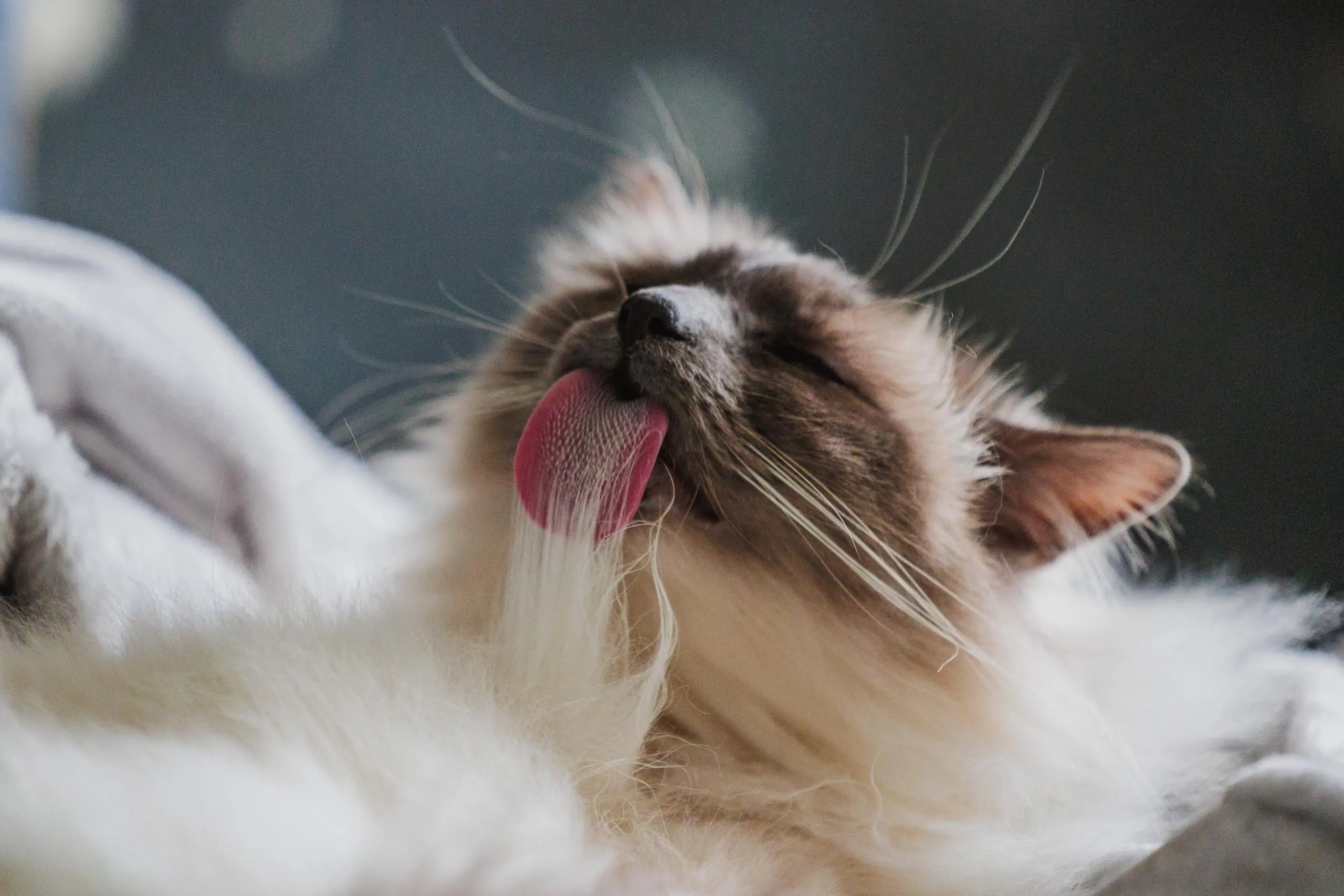 Photo portrait chat fait sa toilette