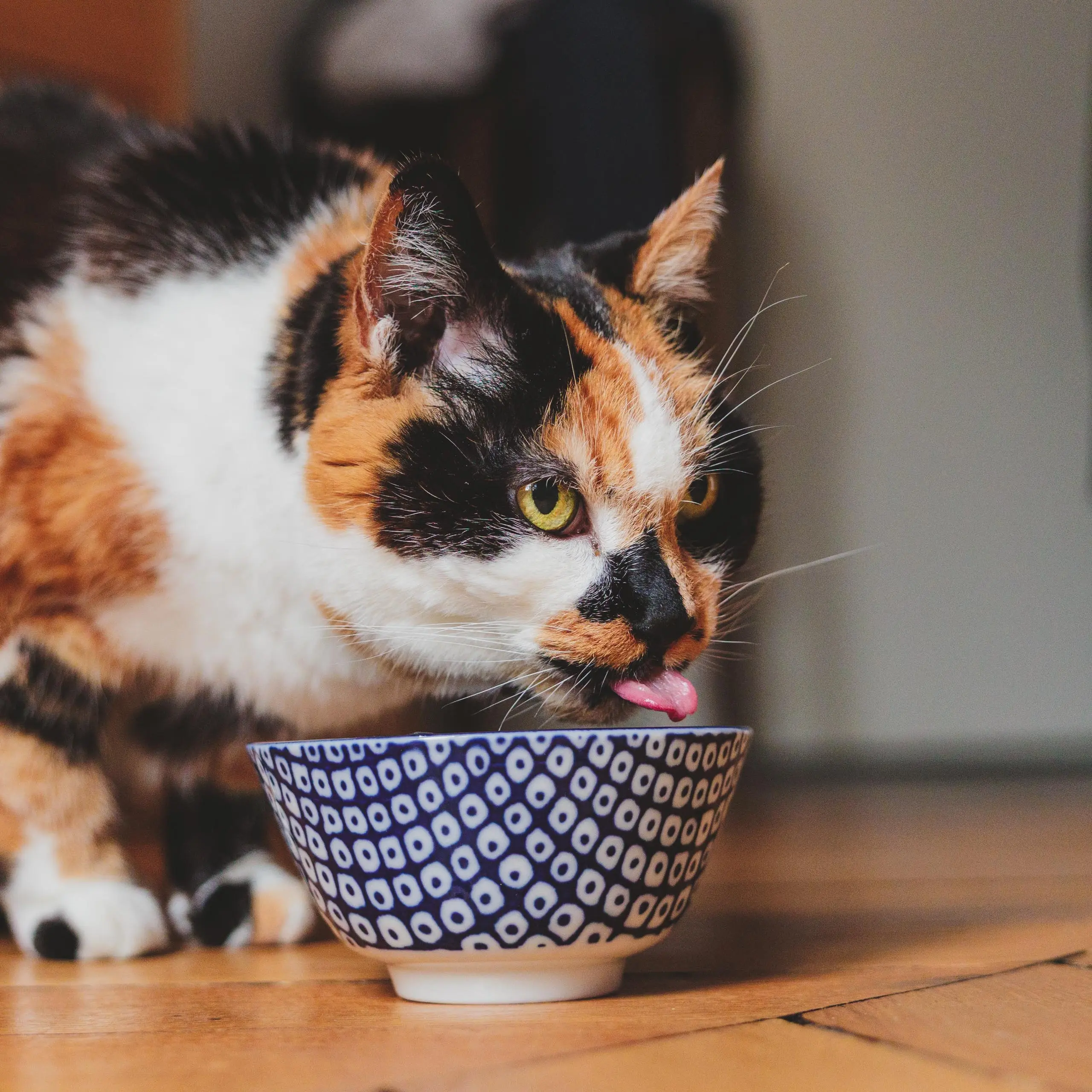 Photo portrait chat gamelle eau