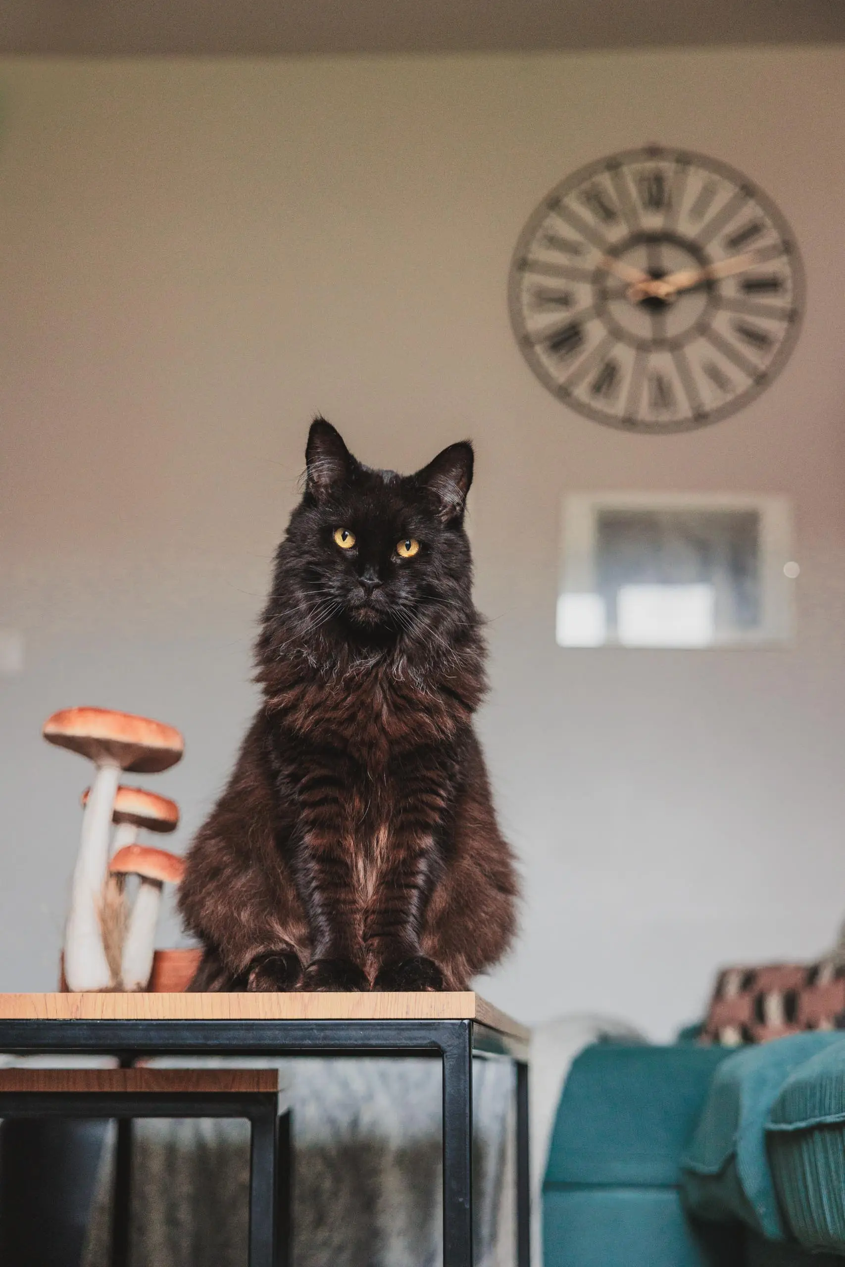 Photo portrait chat noir composition
