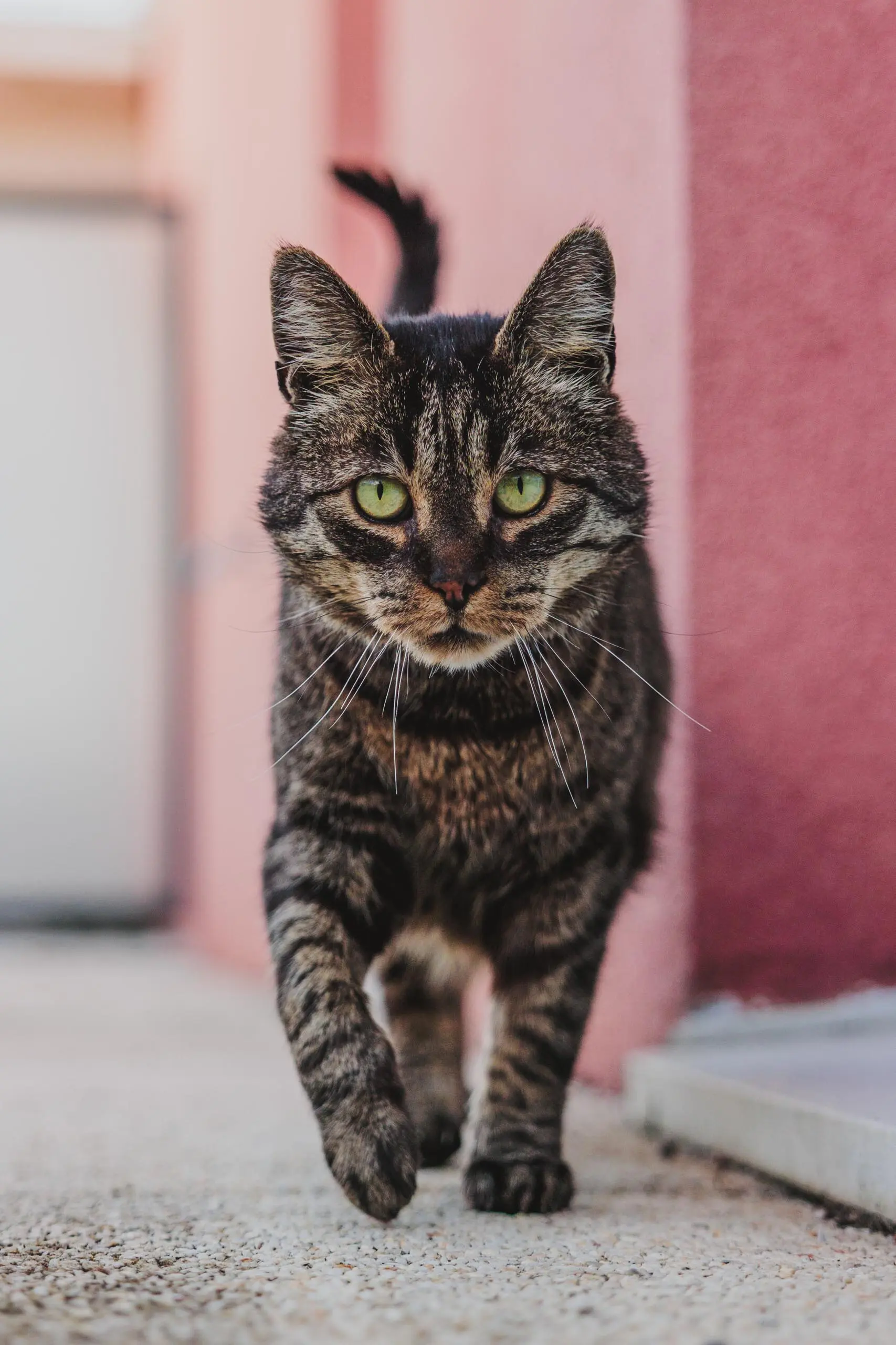 Photo portrait chat terrasse