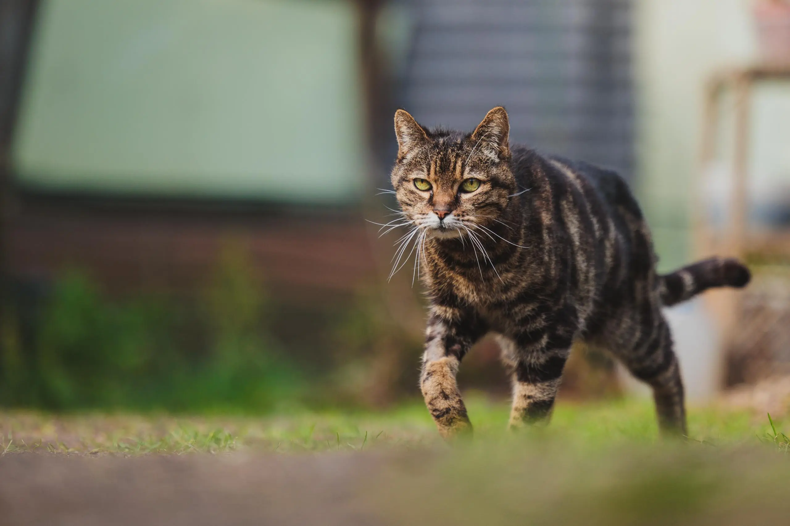 Photo portrait chat exterieur jardin
