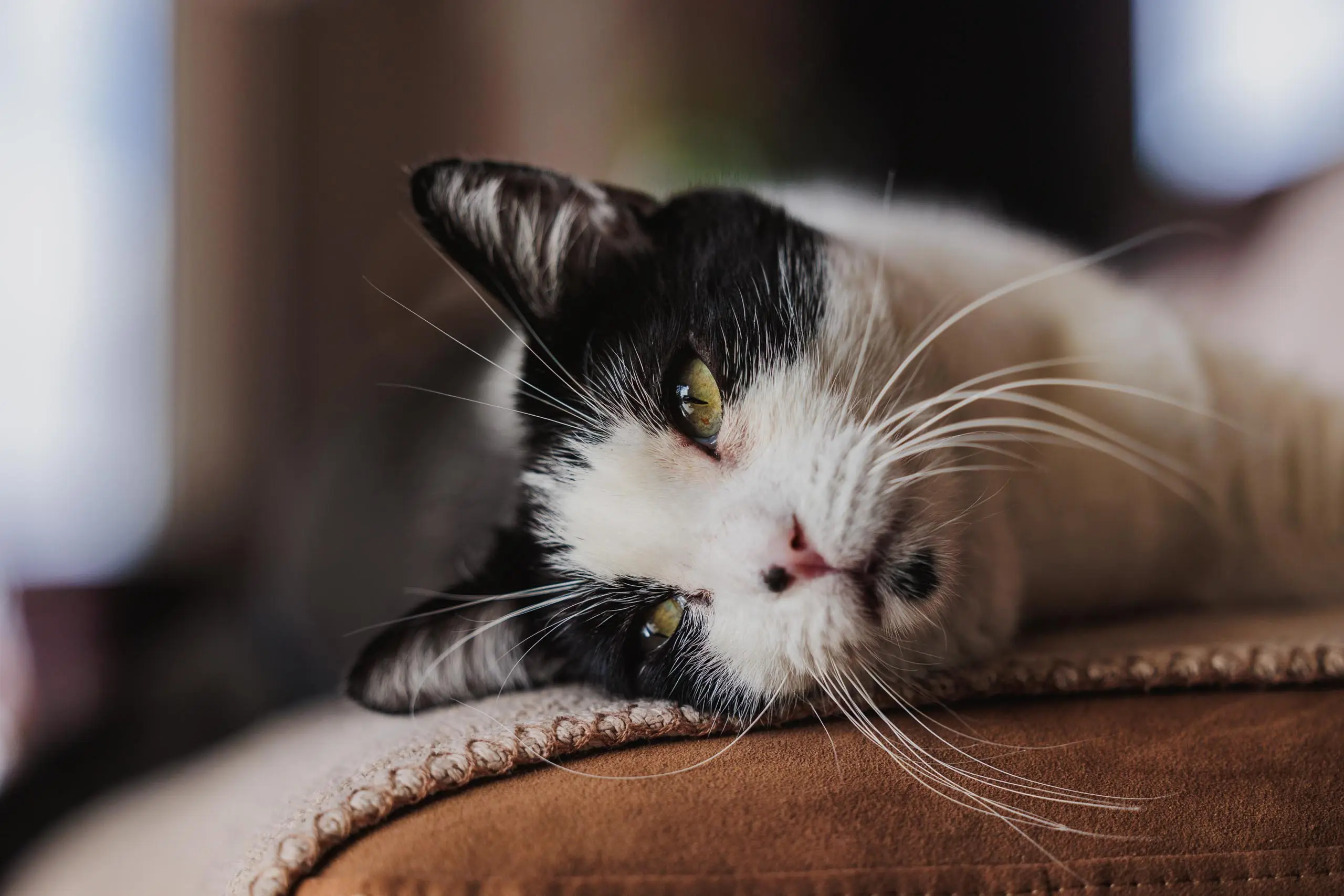 Photo portrait chat sur canape