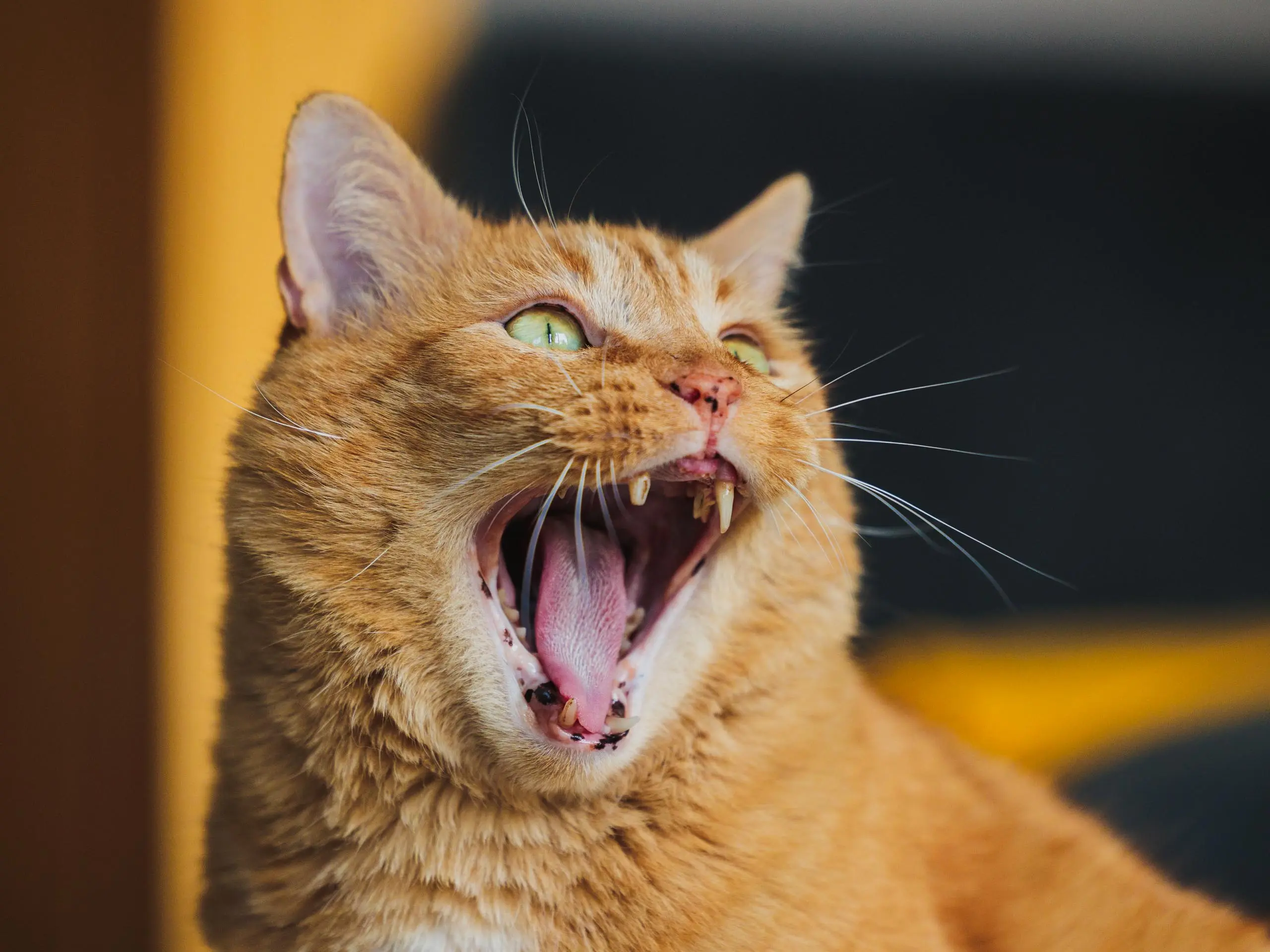 Photo portrait chat roux baille