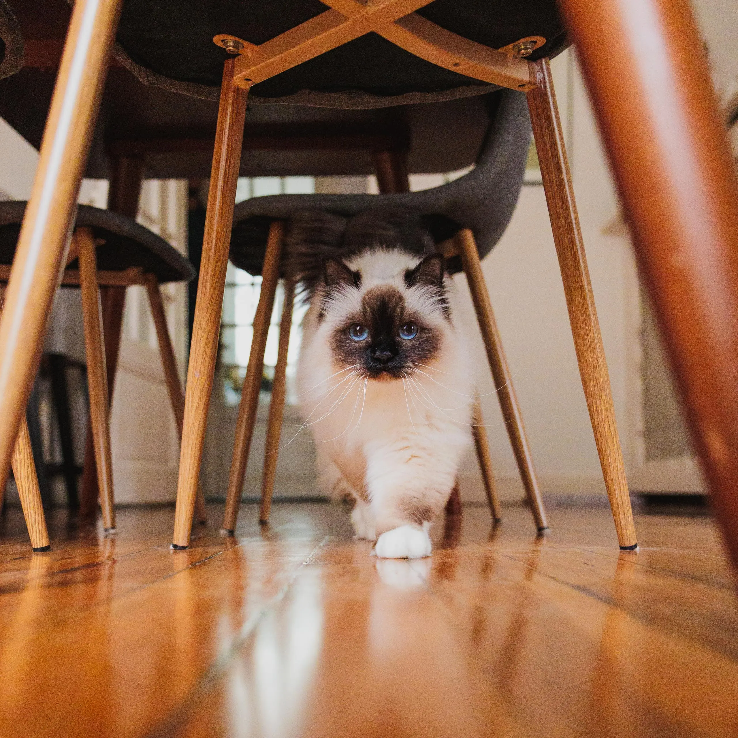 Photo portrait chat domicile sous la table