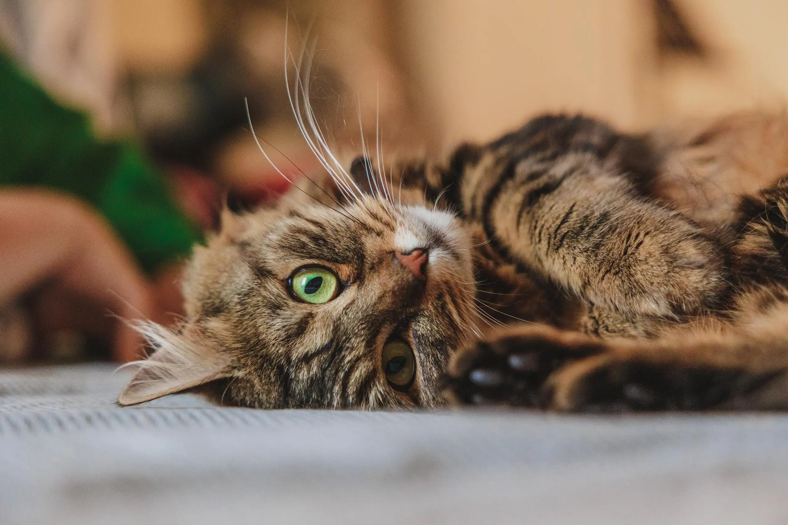 Photo portrait chat regard