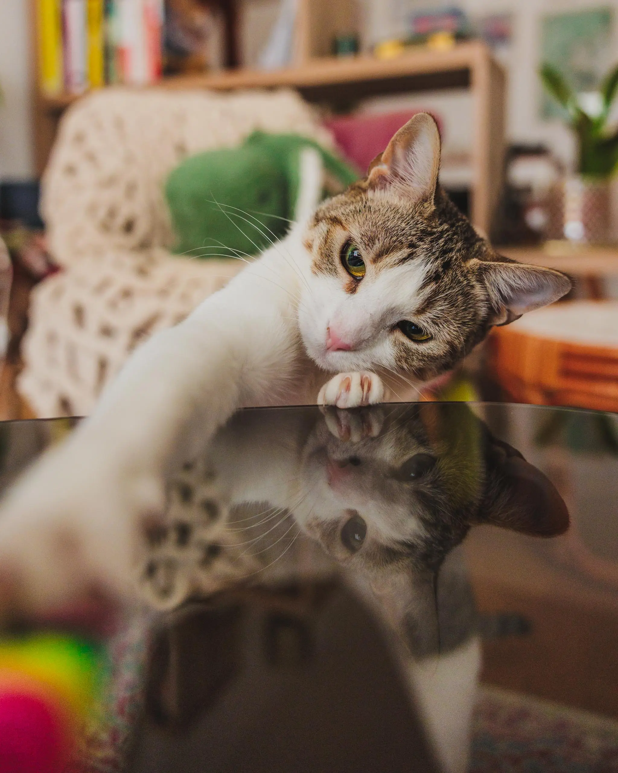Photo portrait chat reflet jeu
