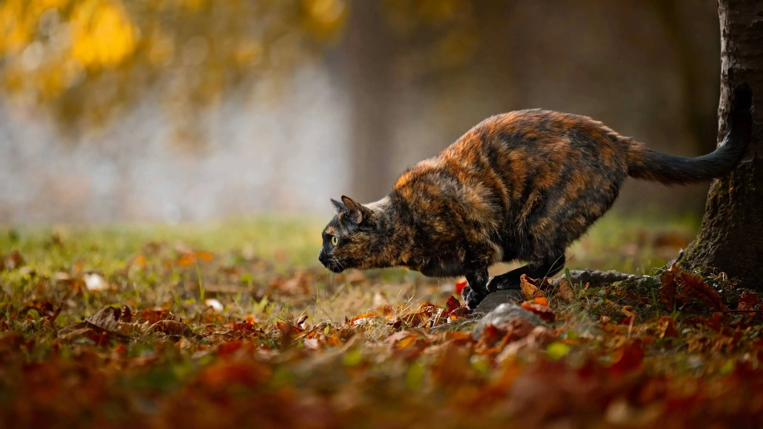 Photo portrait chat artistique tricolore automne feuilles
