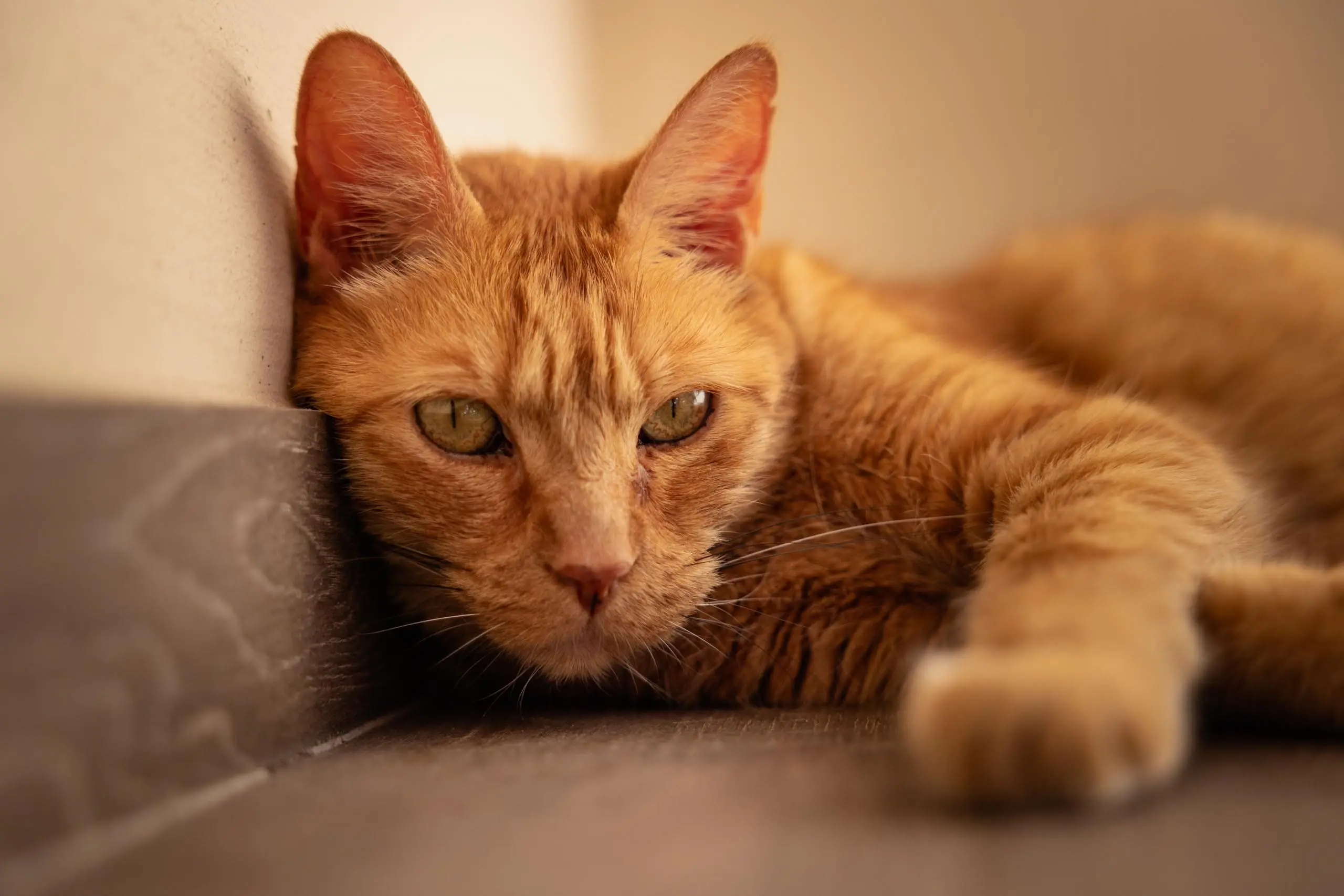 Photo portrait chat artistique roux terrasse