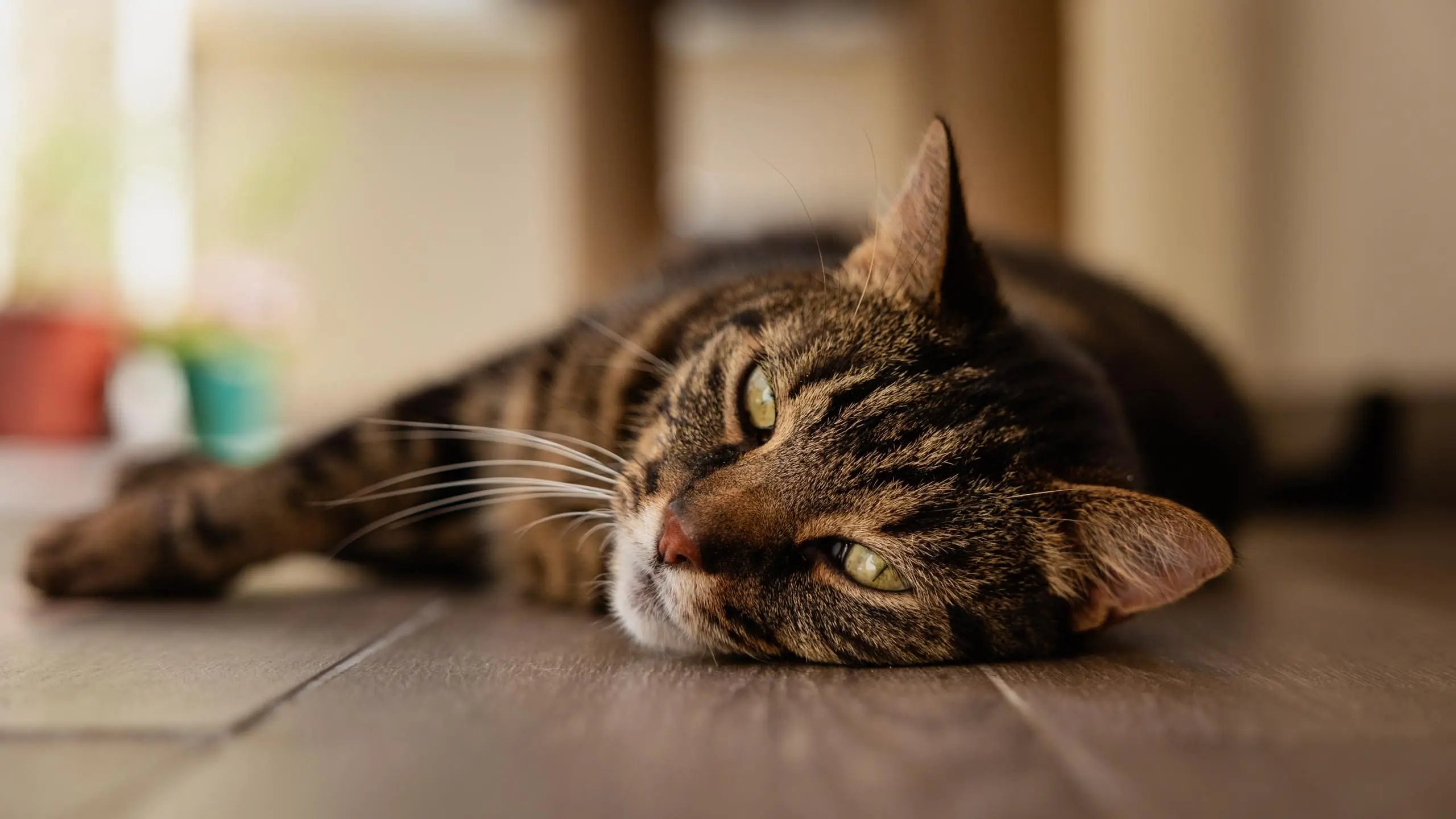 Photo portrait chat artistique pose terrasse