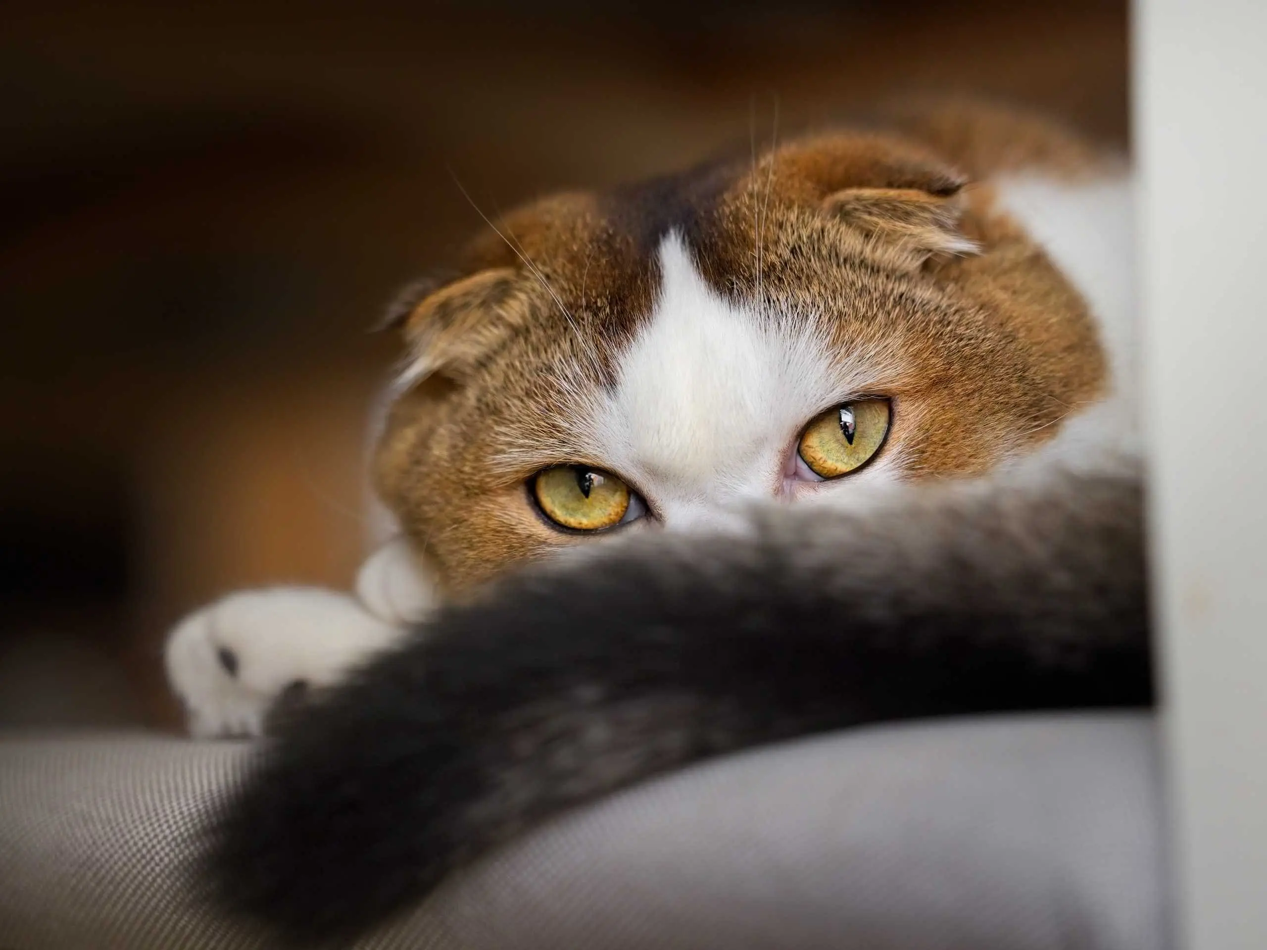 Photo portrait chat artistique pose regard british shorthair
