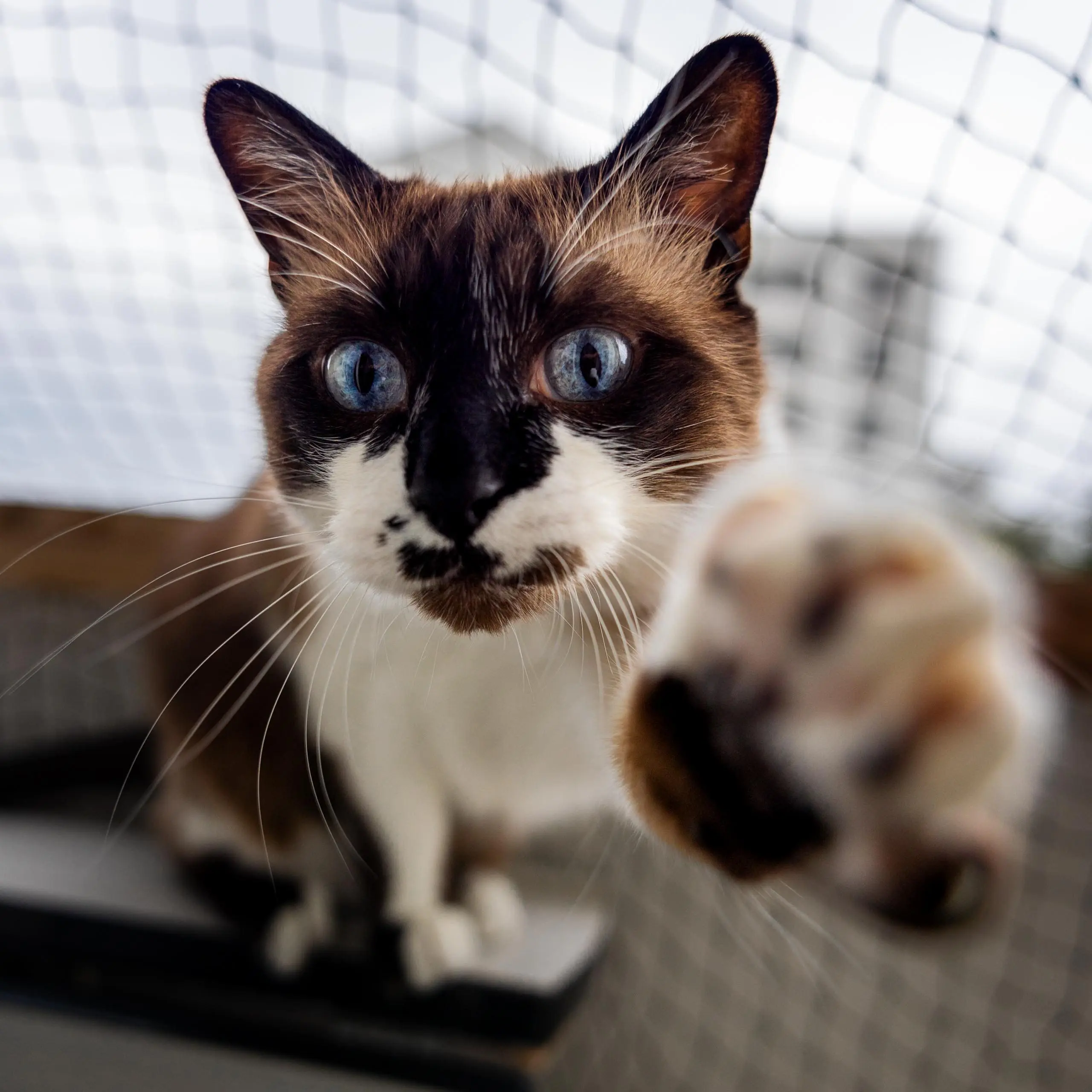 Photo portrait chat artistique patte vers camera