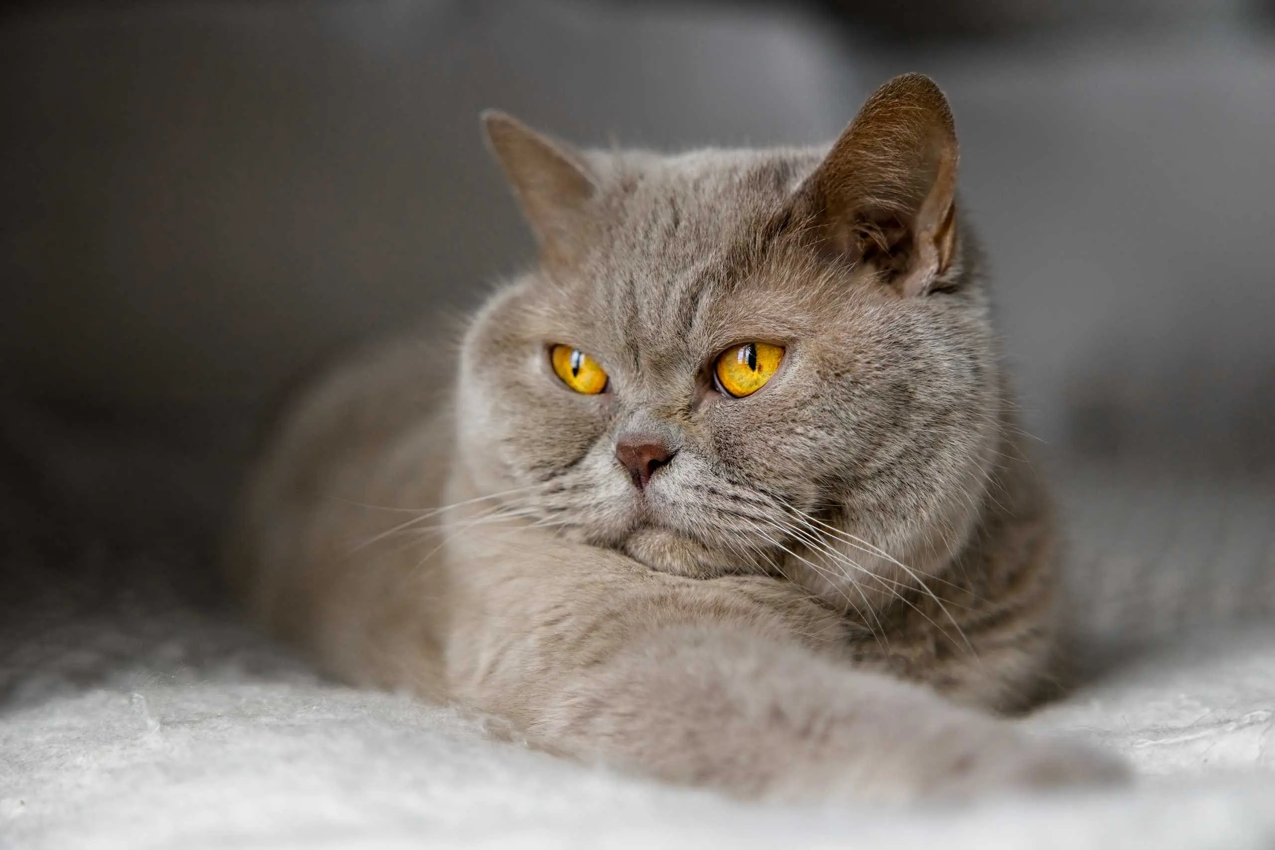 Photo portrait chat artistique british shorthair pose lit chambre