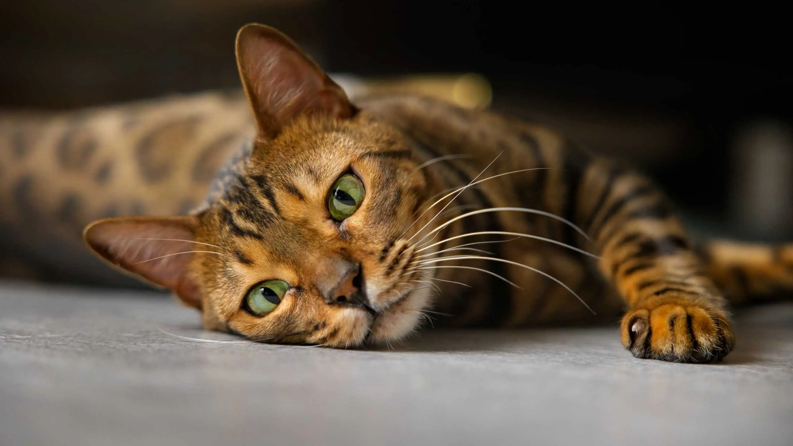 Photo portrait chat artistique bengal pose paris