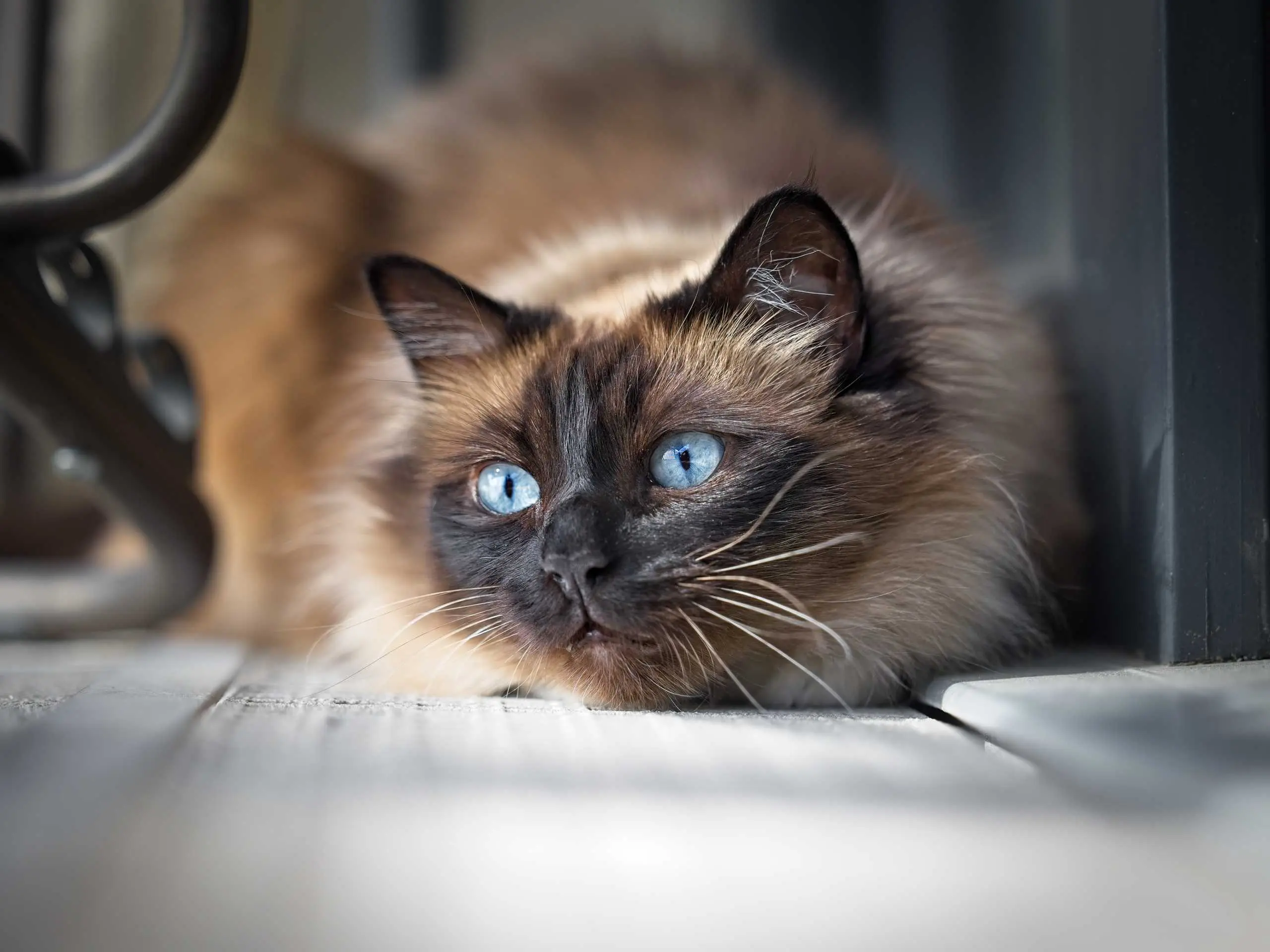 Photo chat sacre birmanie portrait