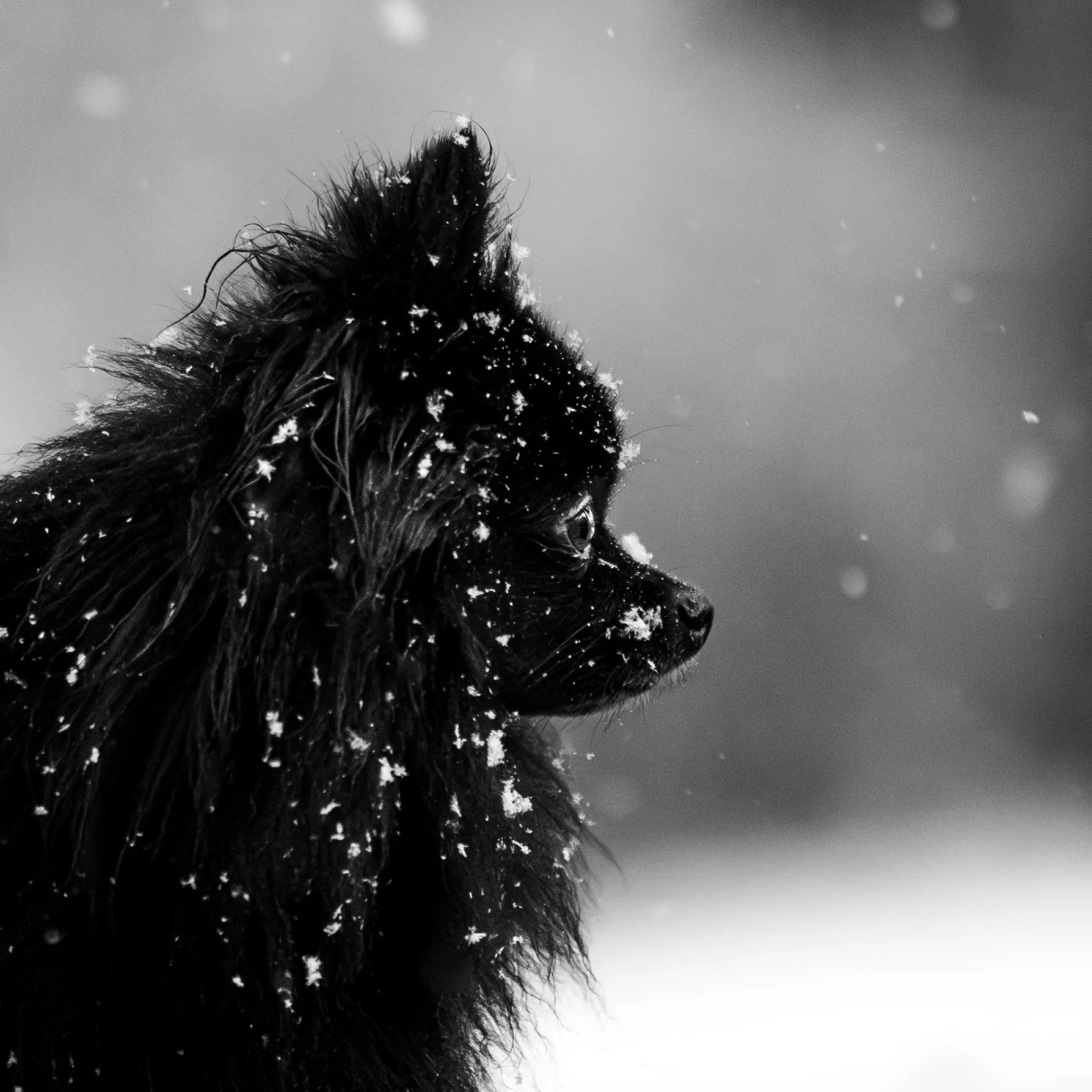 Photo portrait chien noir et blanc spitz neige flocons