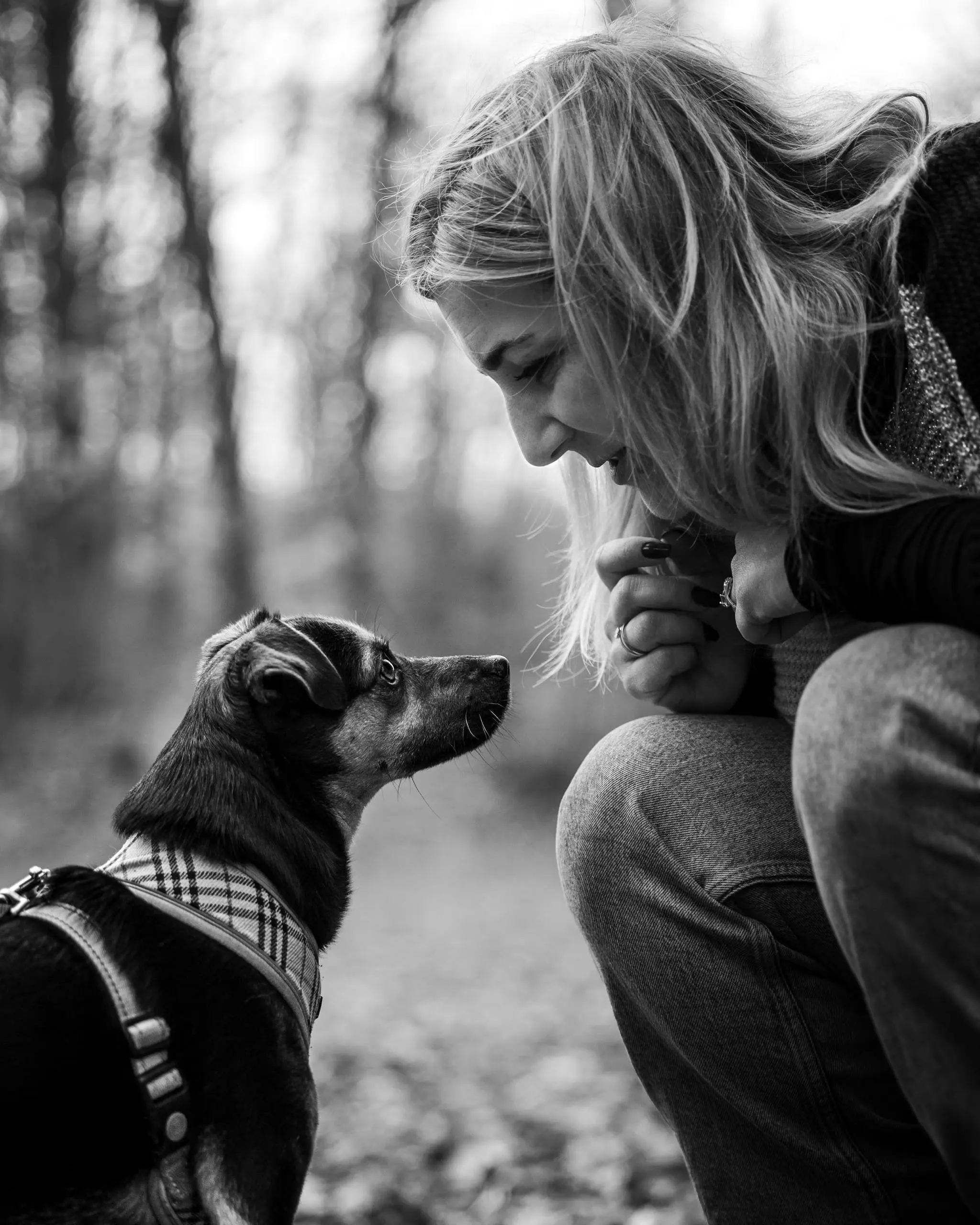 Photo portrait chien noir et blanc regard complice