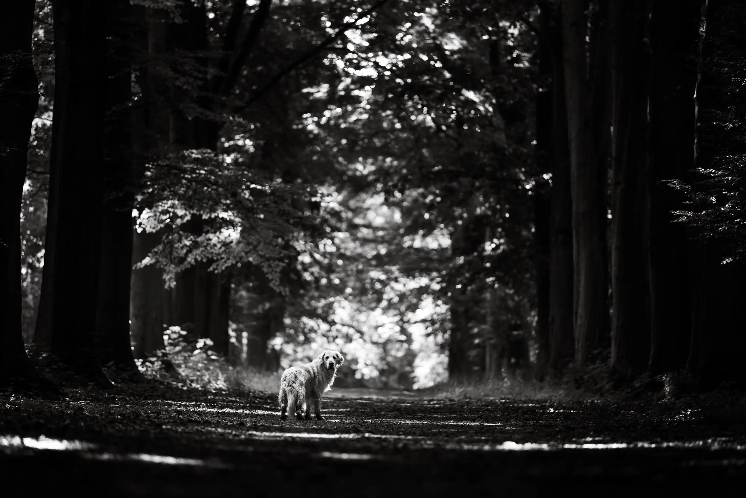 Photo portrait chien noir et blanc paysage foret golden retriever