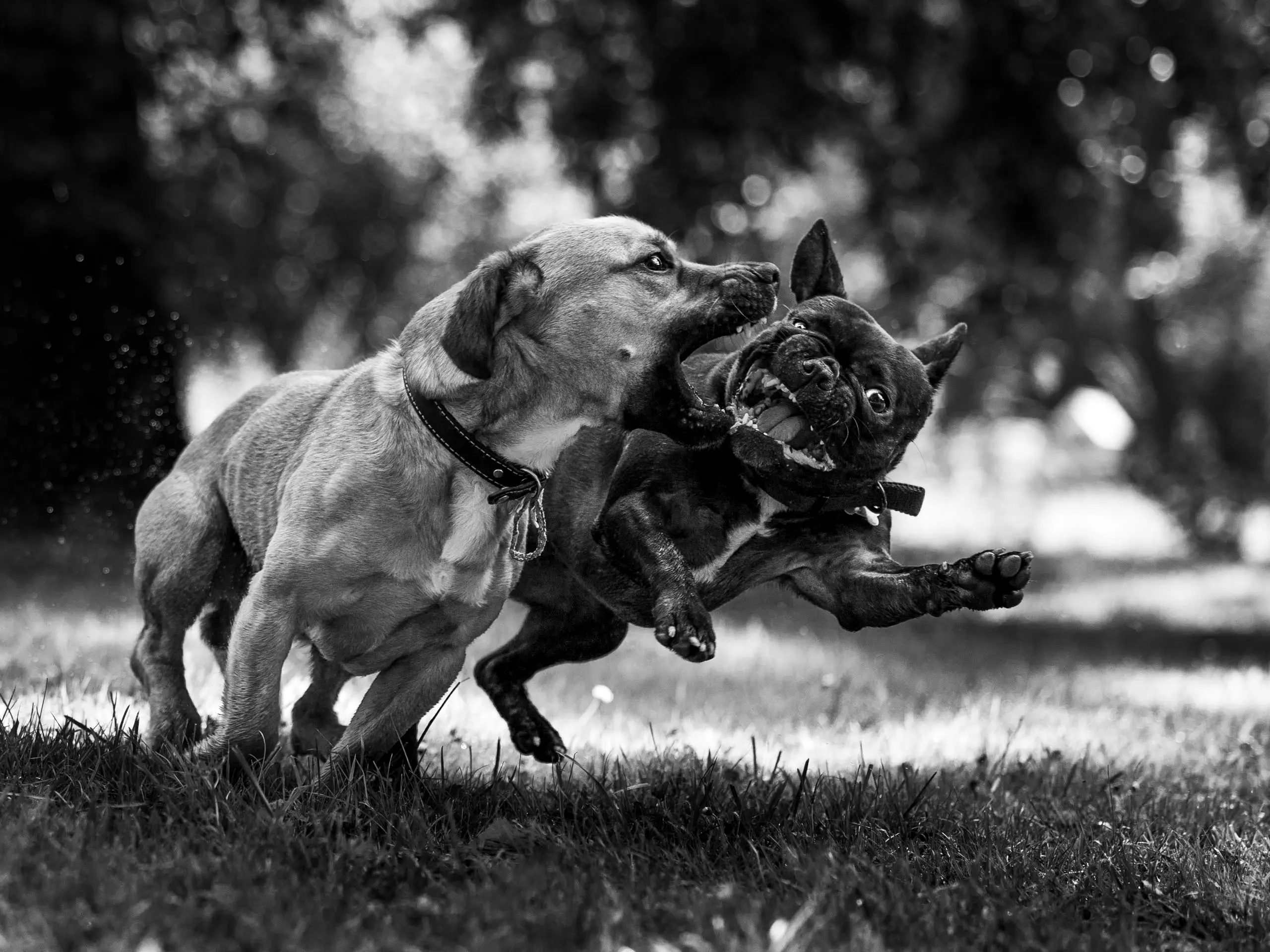 Photo portrait chien noir et blanc jeu duo