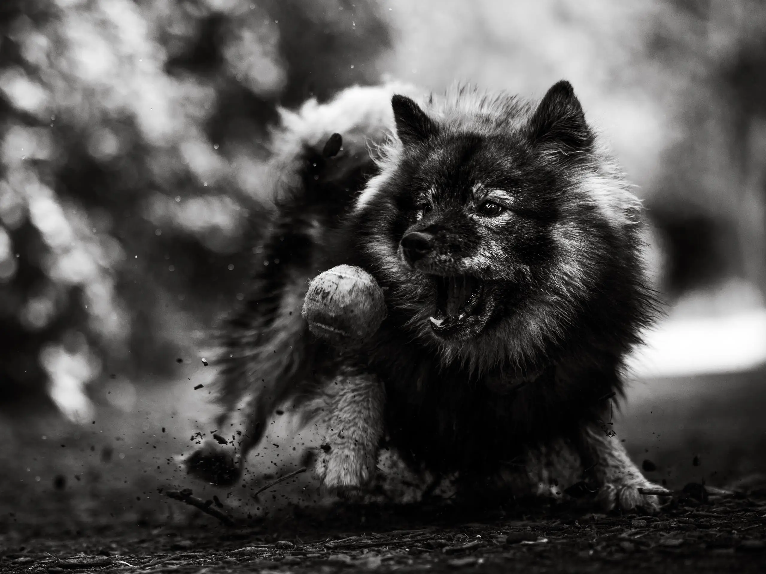 Photo portrait chien noir et blanc jeu balle action