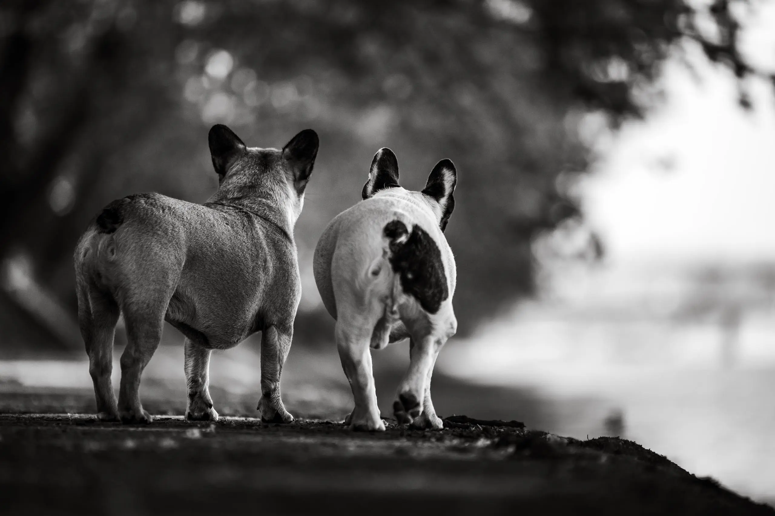Photo portrait chien noir et blanc freres bulldog francais