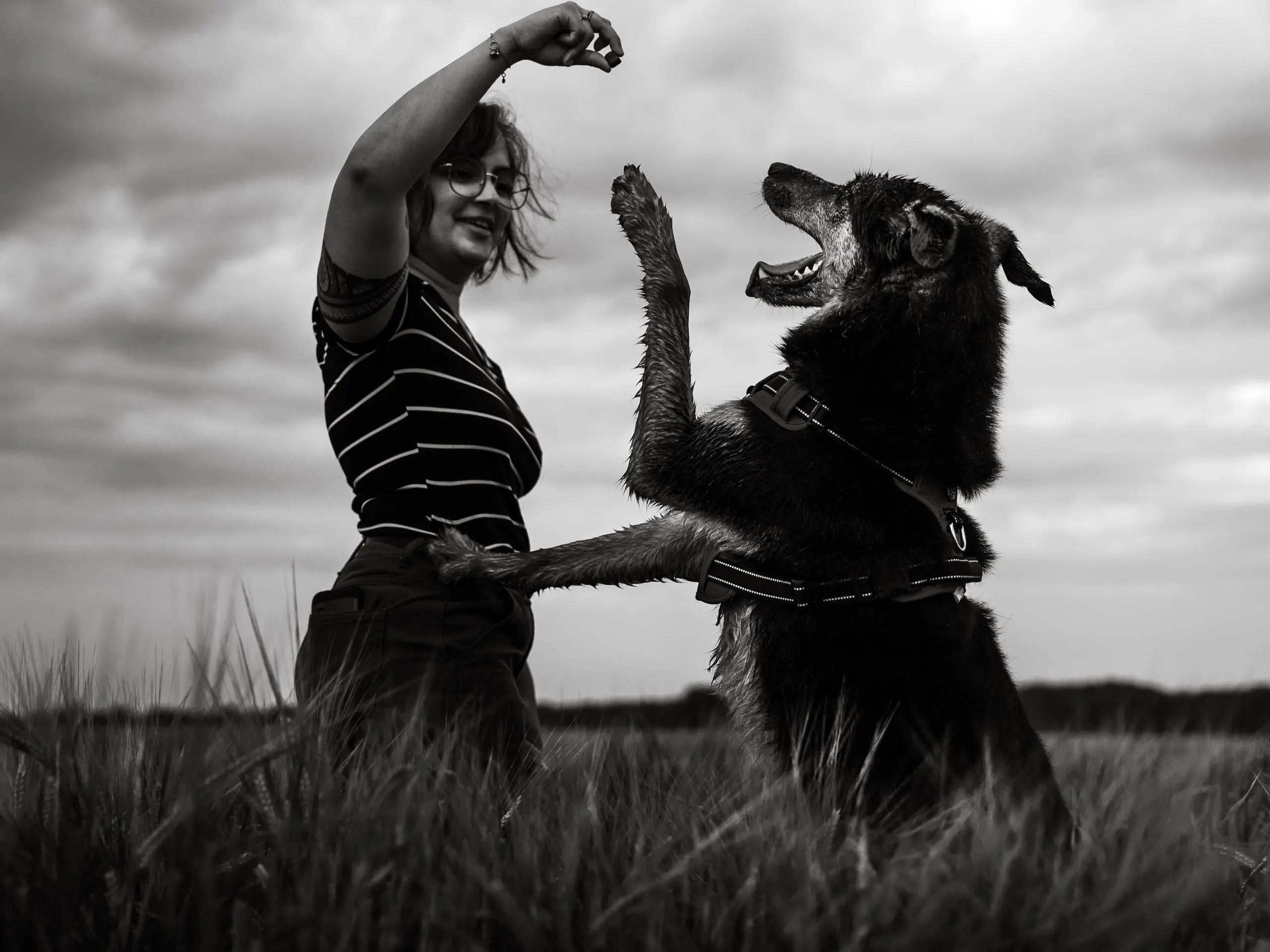 Photo portrait chien noir et blanc complicite champ