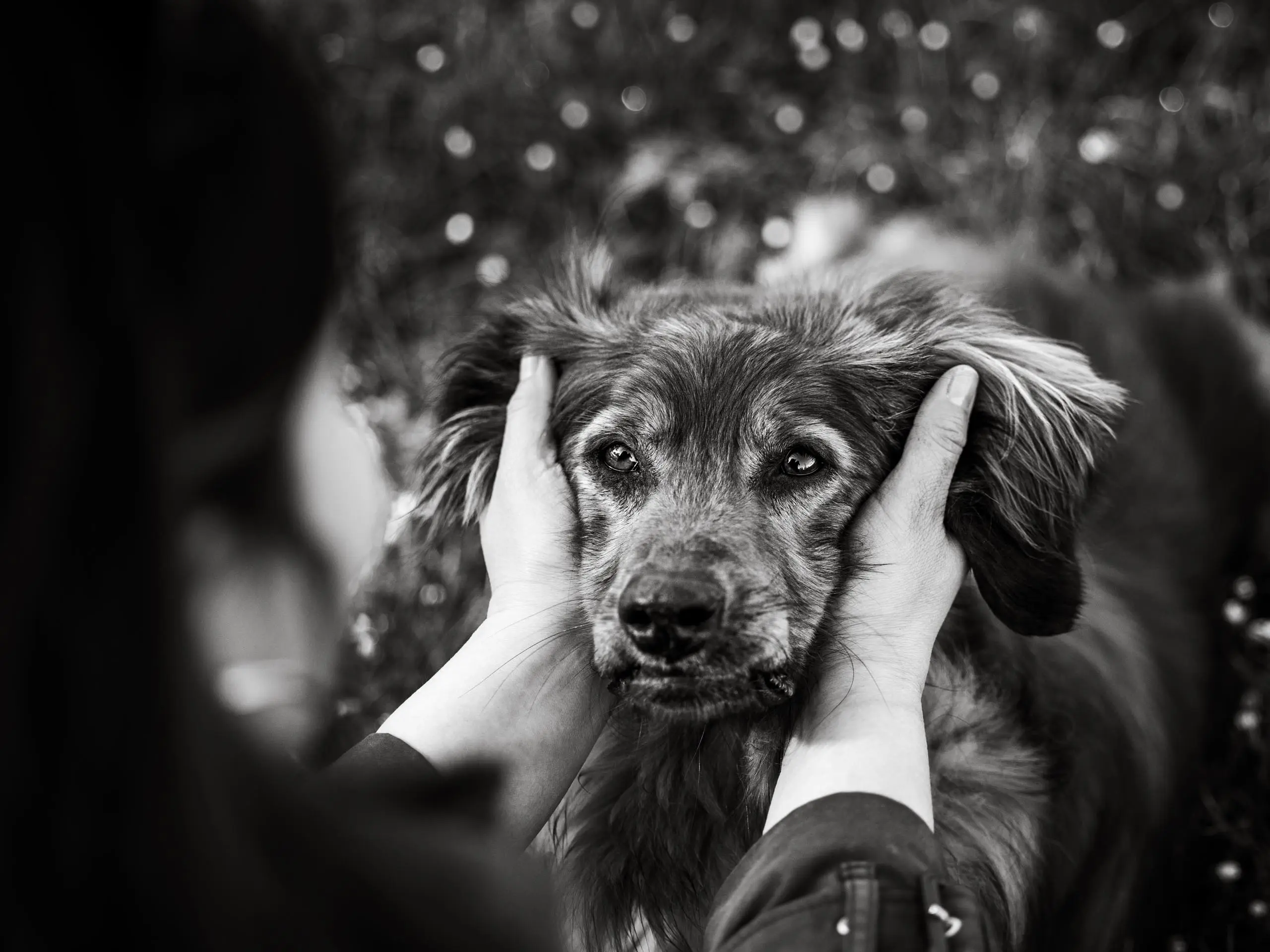 Photo portrait chien noir et blanc calin main oreilles