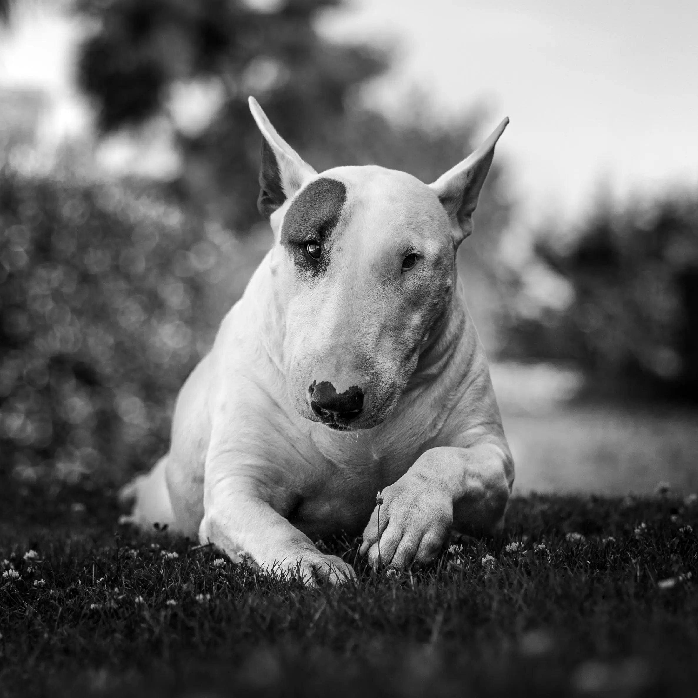 Photo portrait chien noir et blanc bull terrier