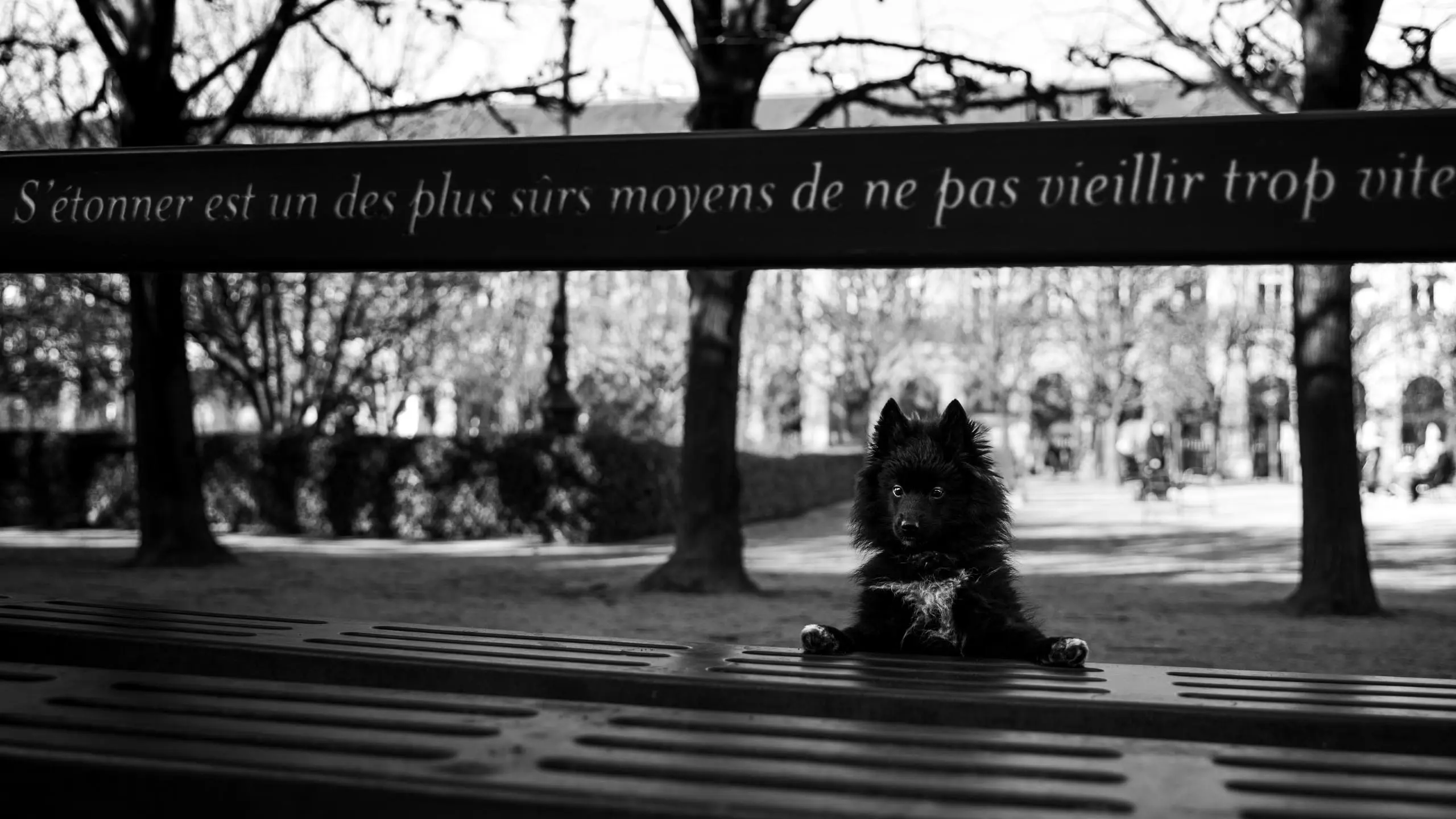 Photo portrait chien noir et blanc banc citation paris