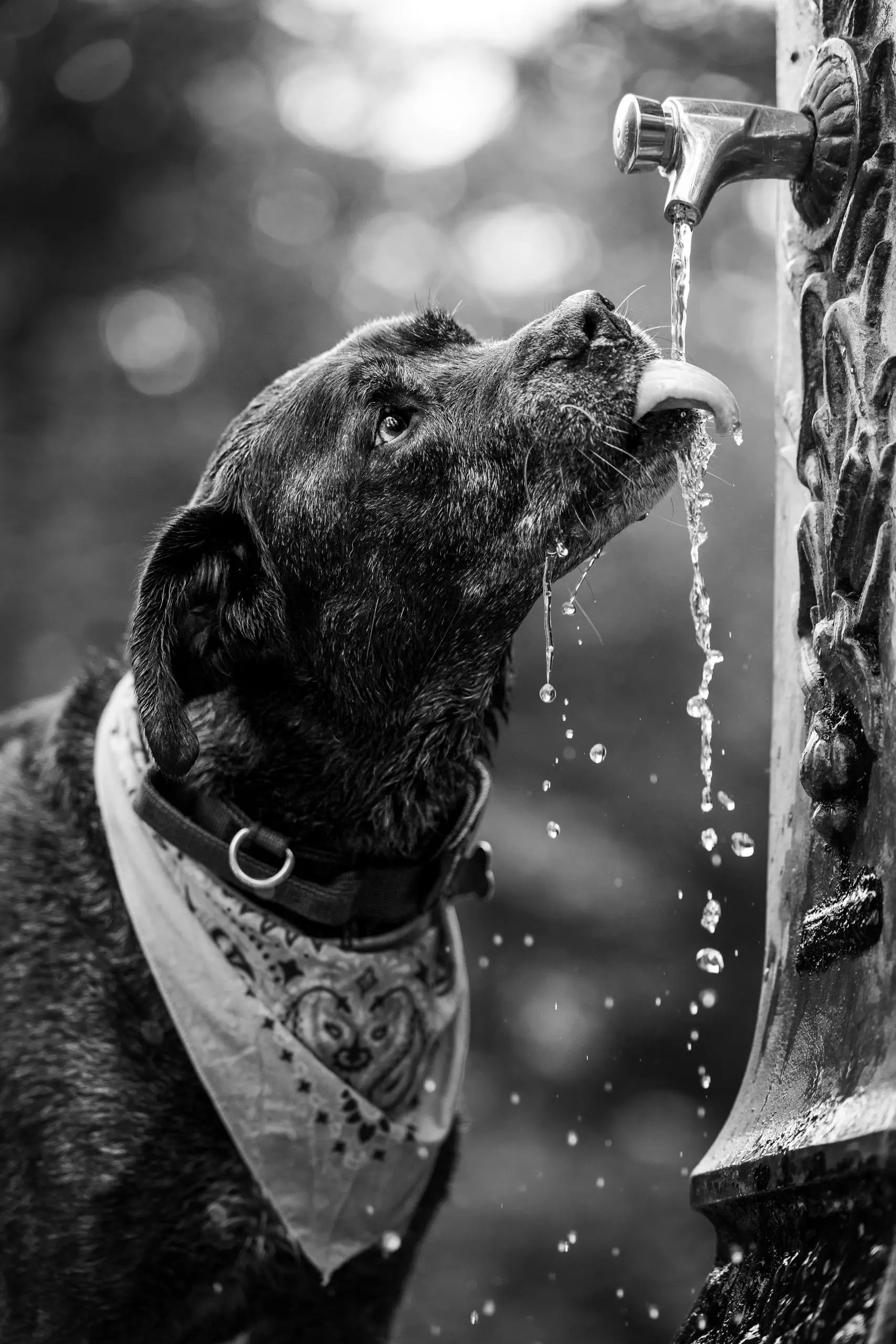 Photo portrait chien noir et blanc artistique boit fontaine
