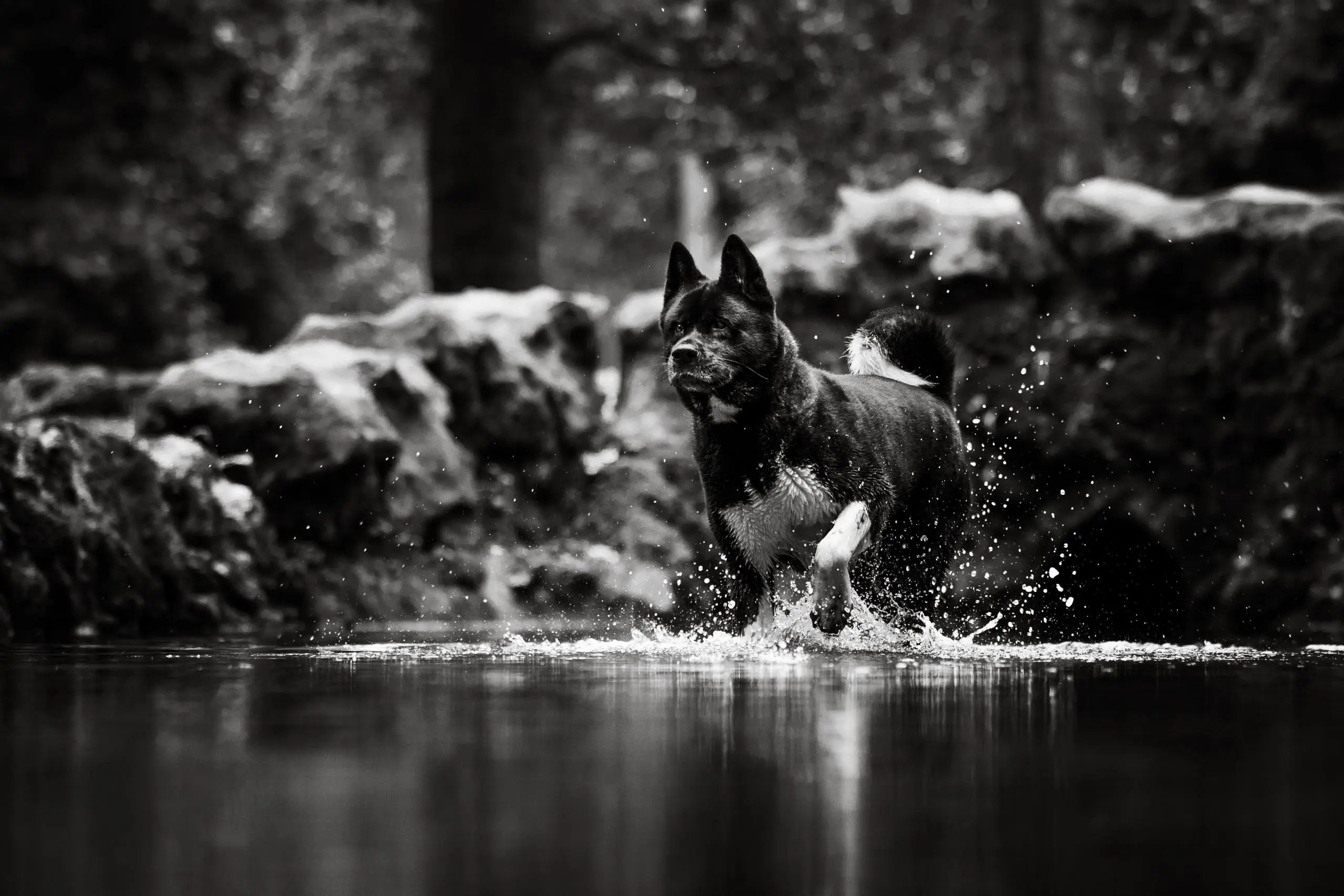 Photo portrait chien noir et blanc akita marche eau