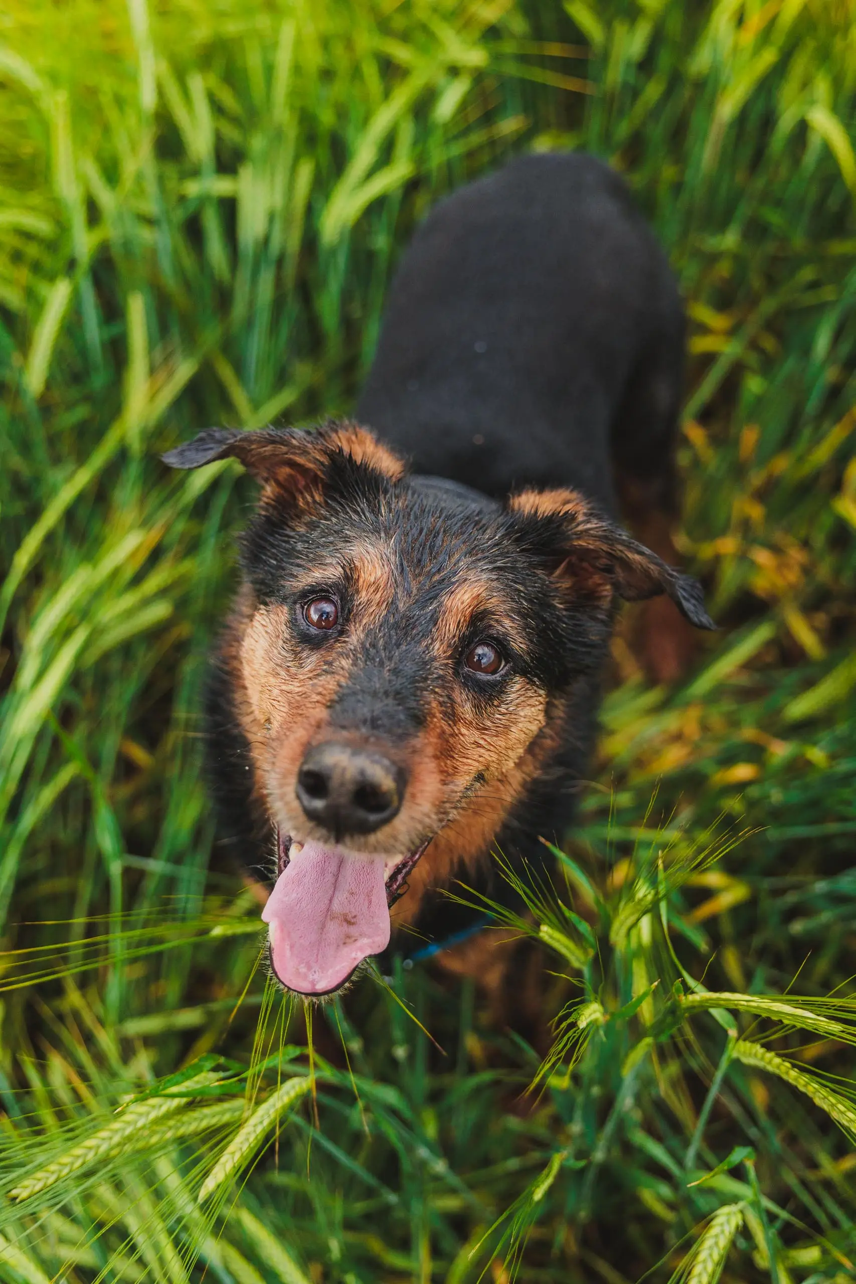 Photo portrait chien topshot champ ble