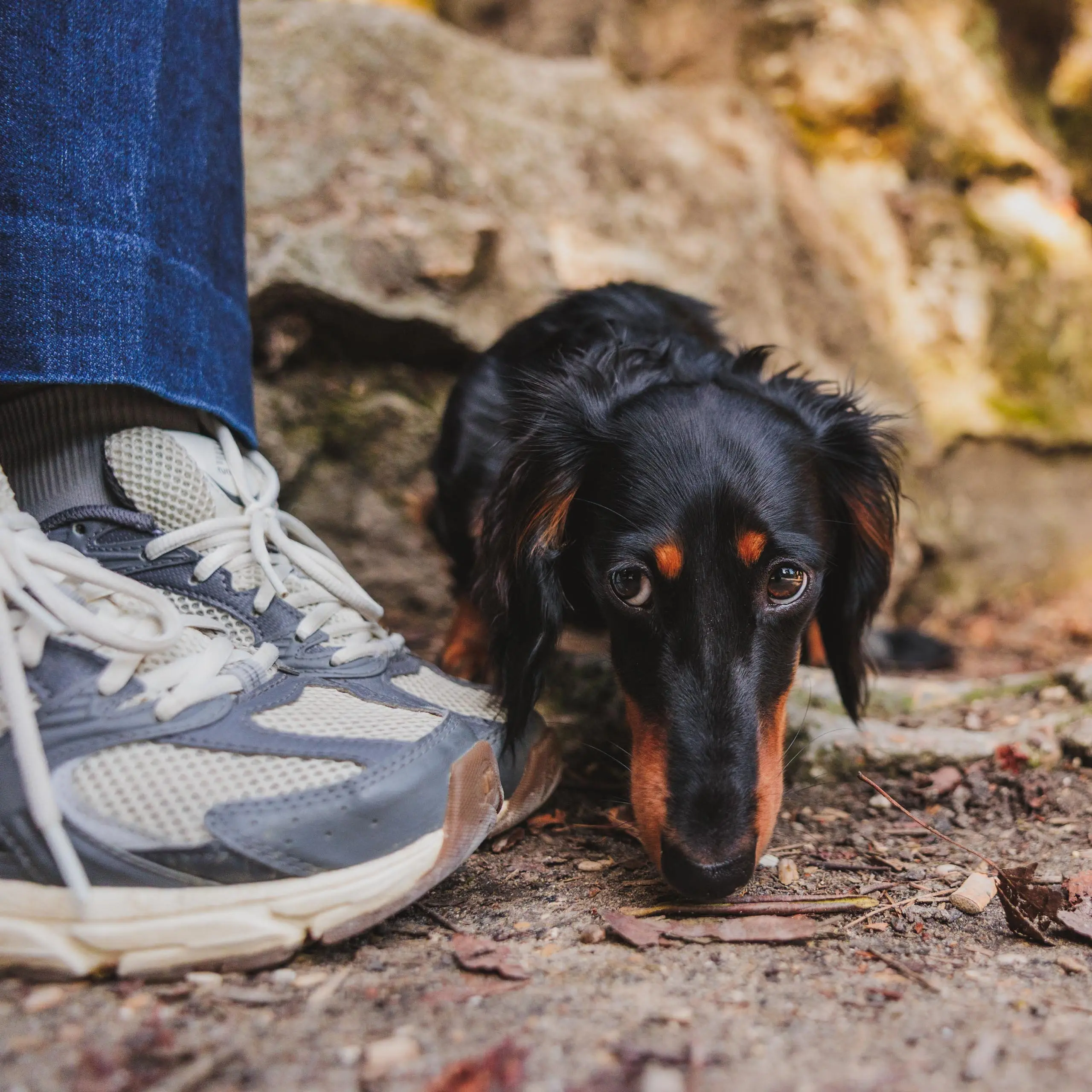 Photo portrait chien teckel chaussures
