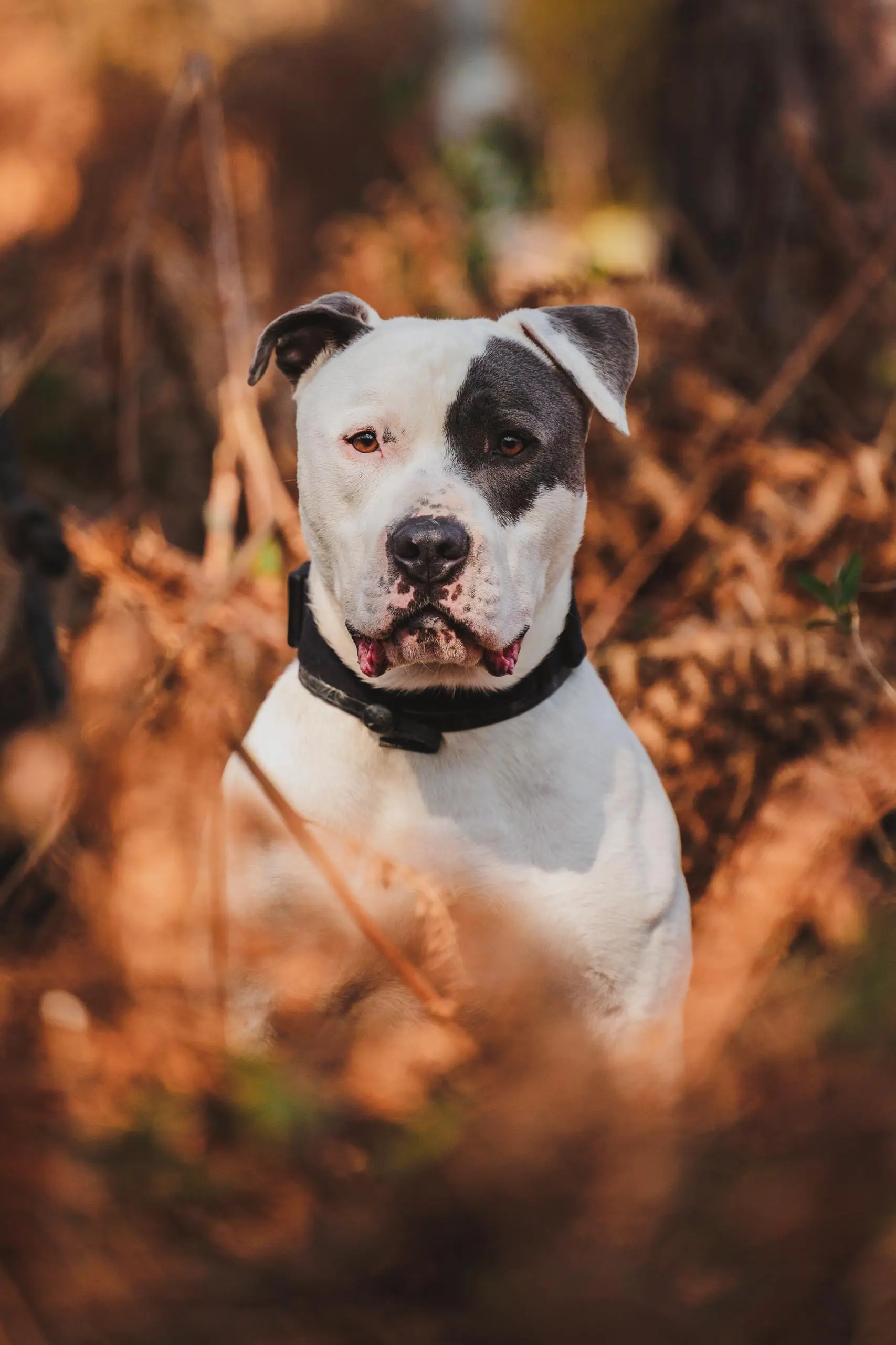Photo portrait chien staff fontainebleau