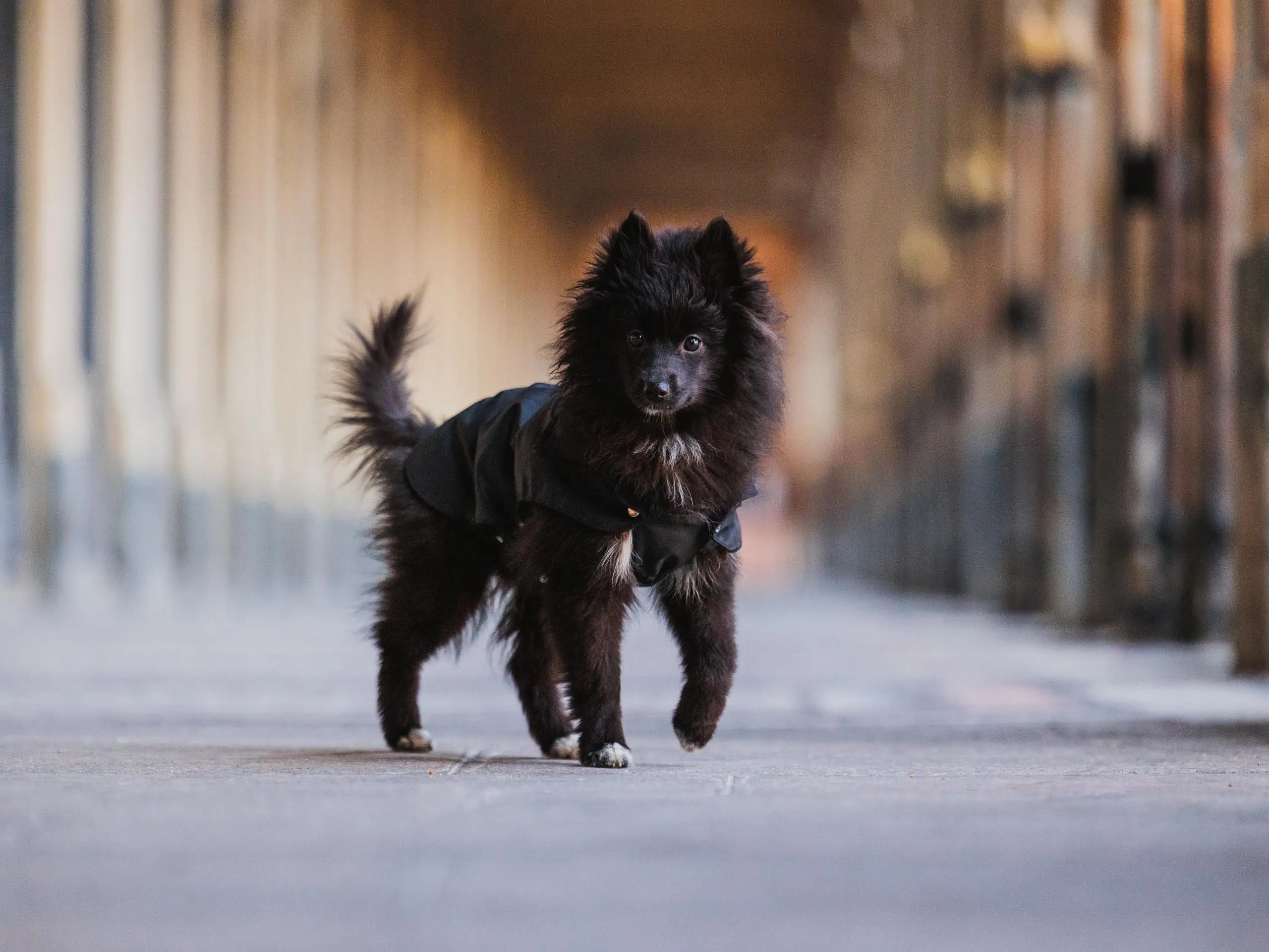 Photo portrait chien pomsky paris palais royal