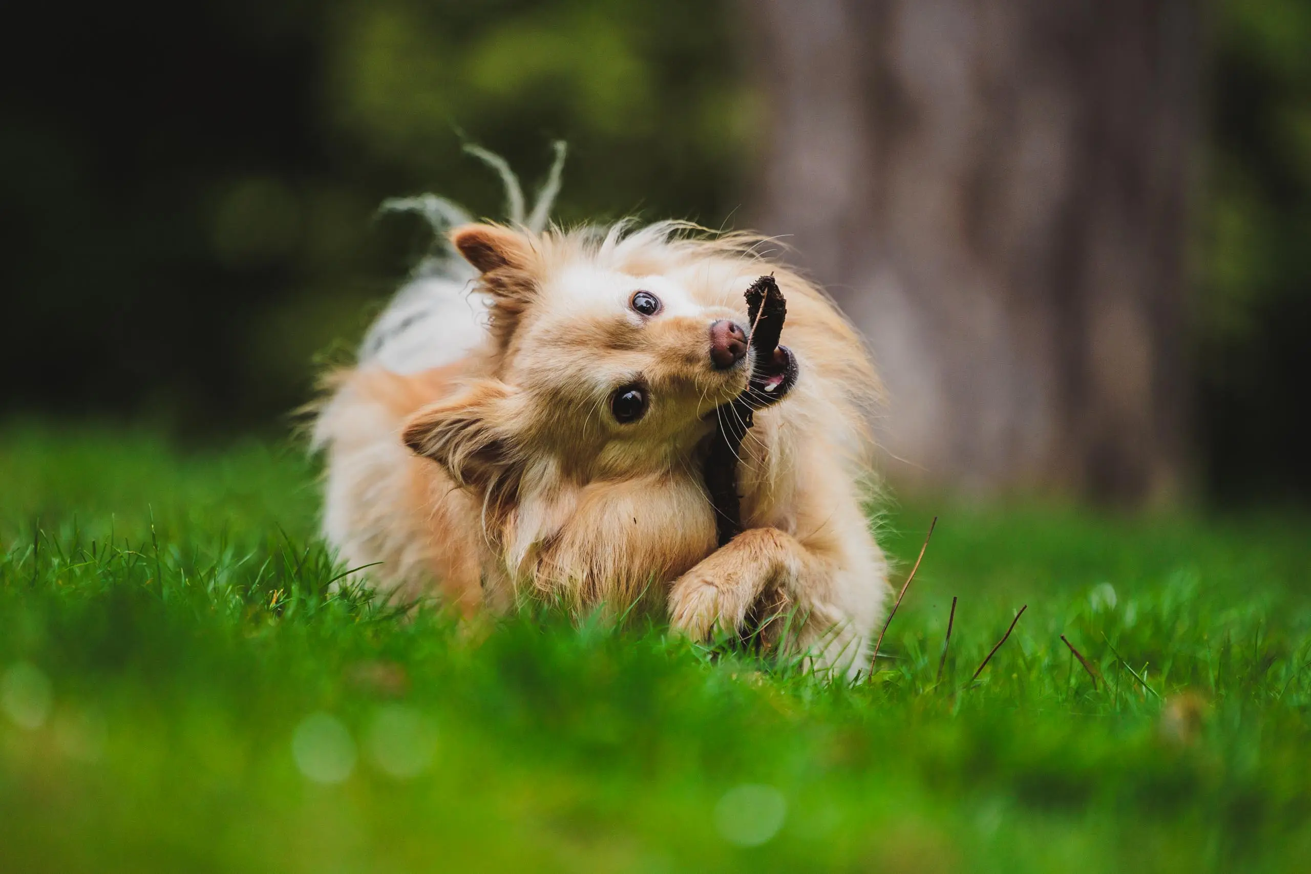 Photo portrait chien mache baton regard