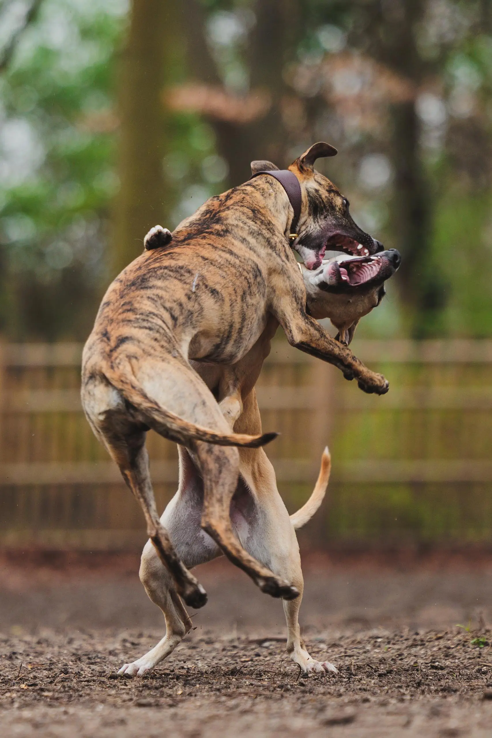 Photo portrait chien levrier whippet jeu freres