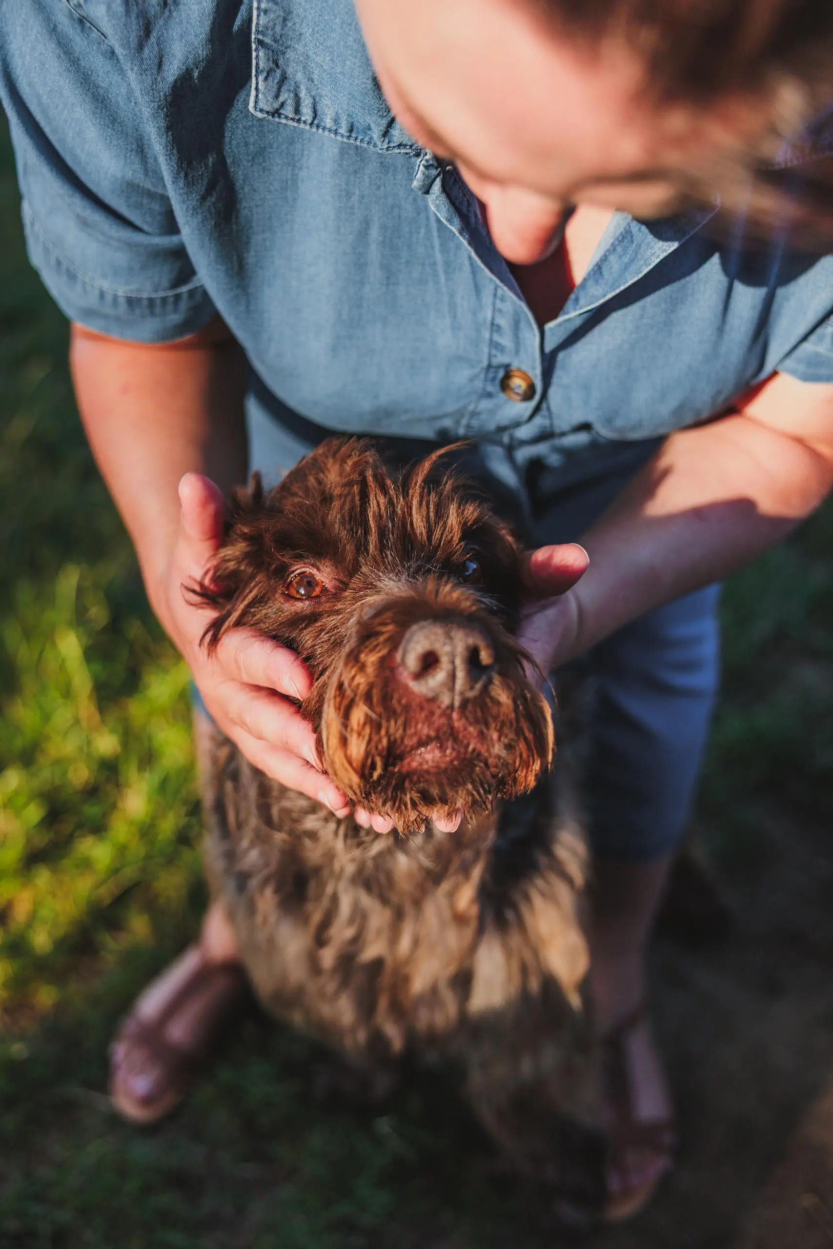 Photo portrait chien griffon calin plonge