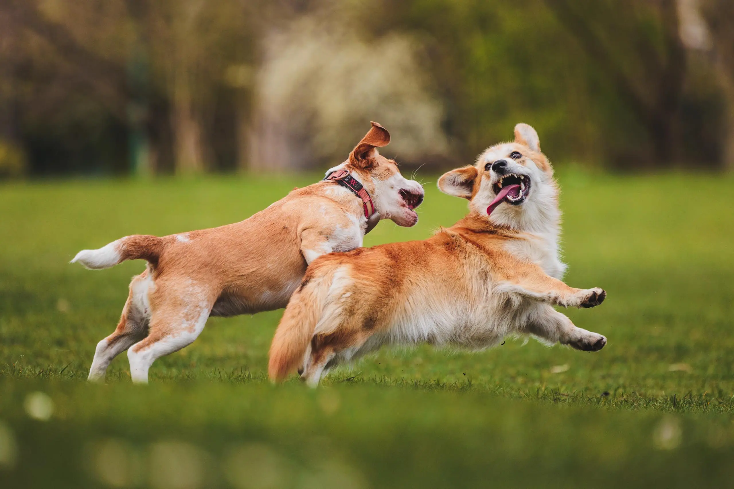 Photo portrait chien corgi jeu