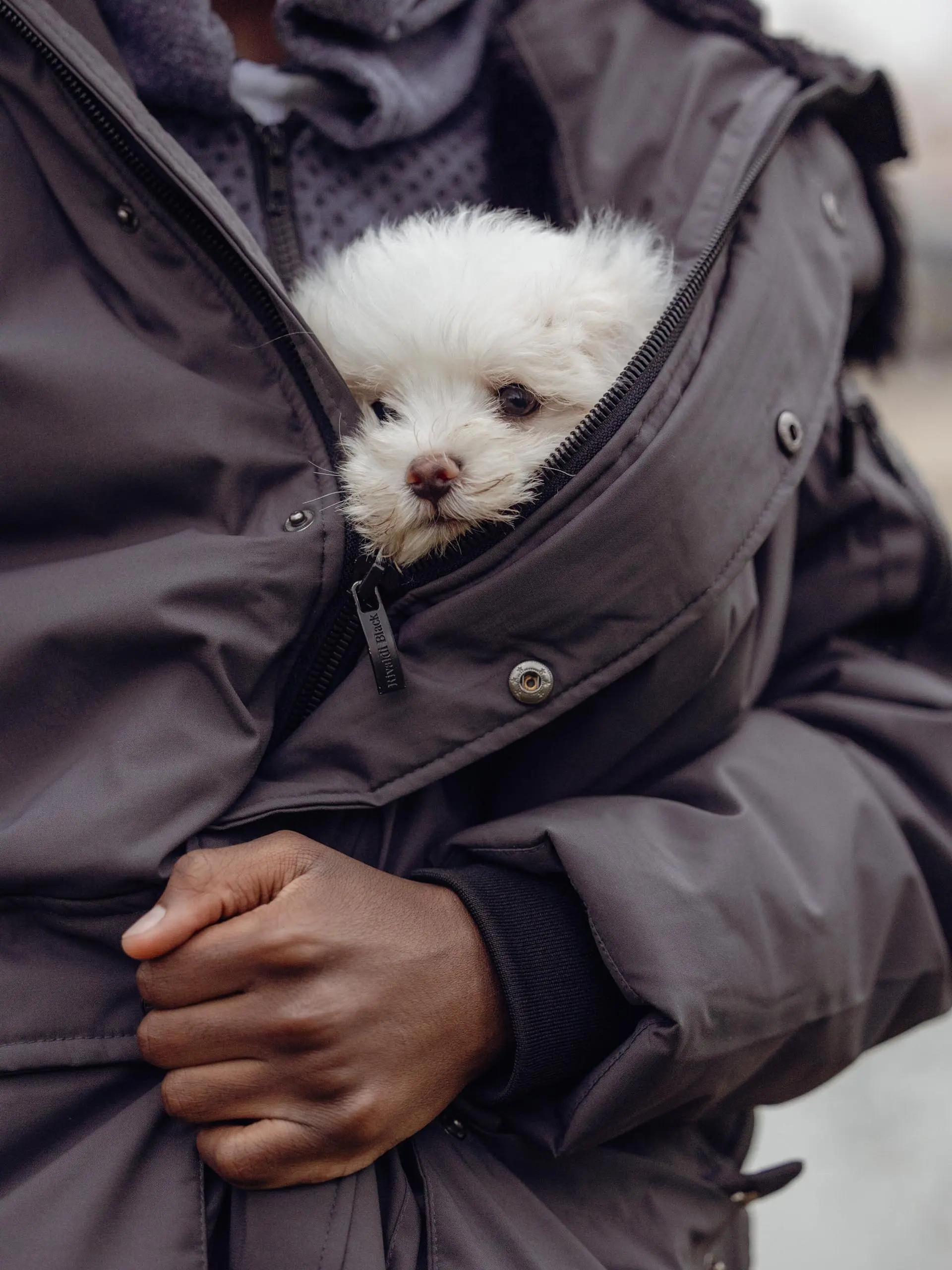 Photo portrait chien chiot manteau calin