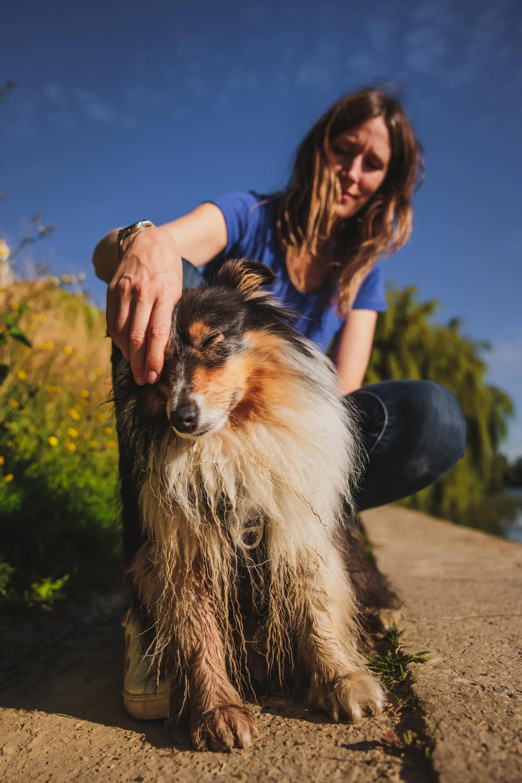Photo portrait chien berger des shetland calin douceur