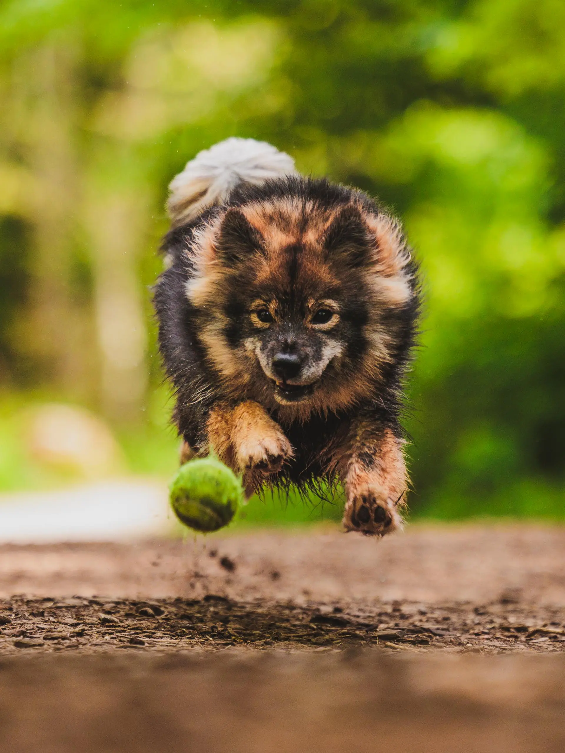 Photo portrait chien action balle finnois de laponie