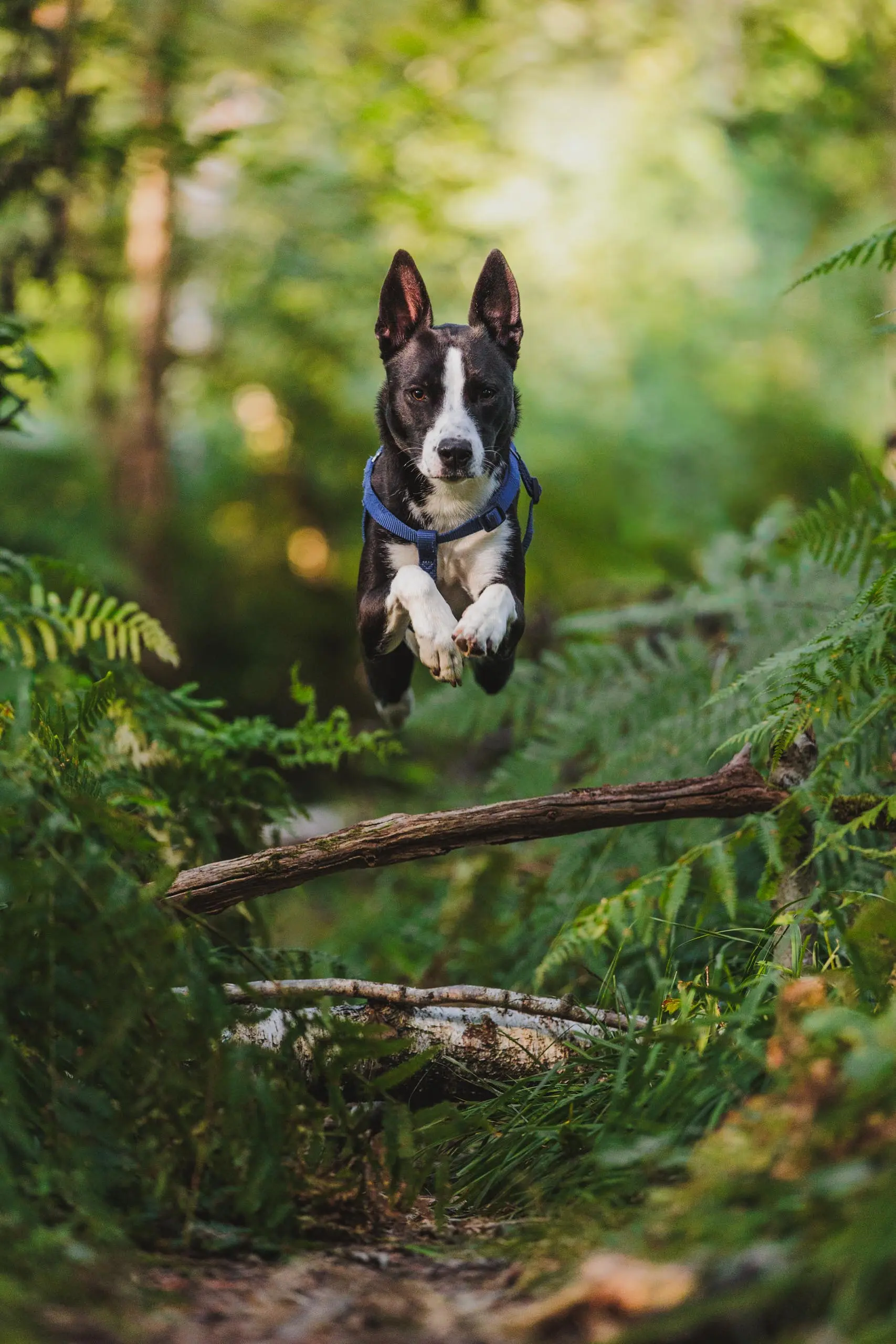 Photo portrait chien action saut
